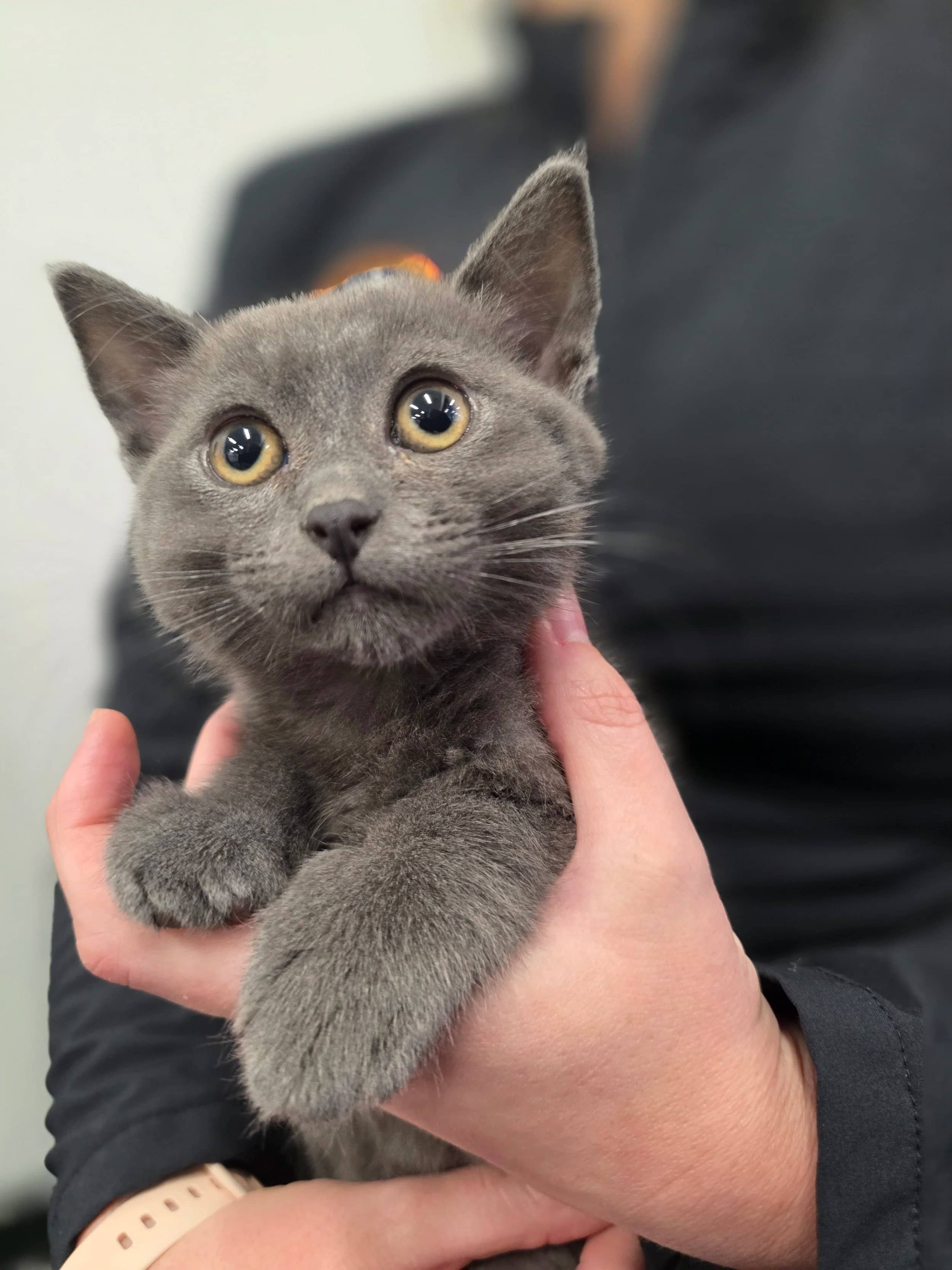 Sapphire - Domestic Short Hair cat available for adoption at SCAT Street Cat Rescue Program in Saskatoon