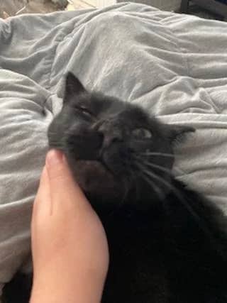 Yabadabadoo - Domestic Short Hair cat available for adoption at SCAT Street Cat Rescue Program in Saskatoon