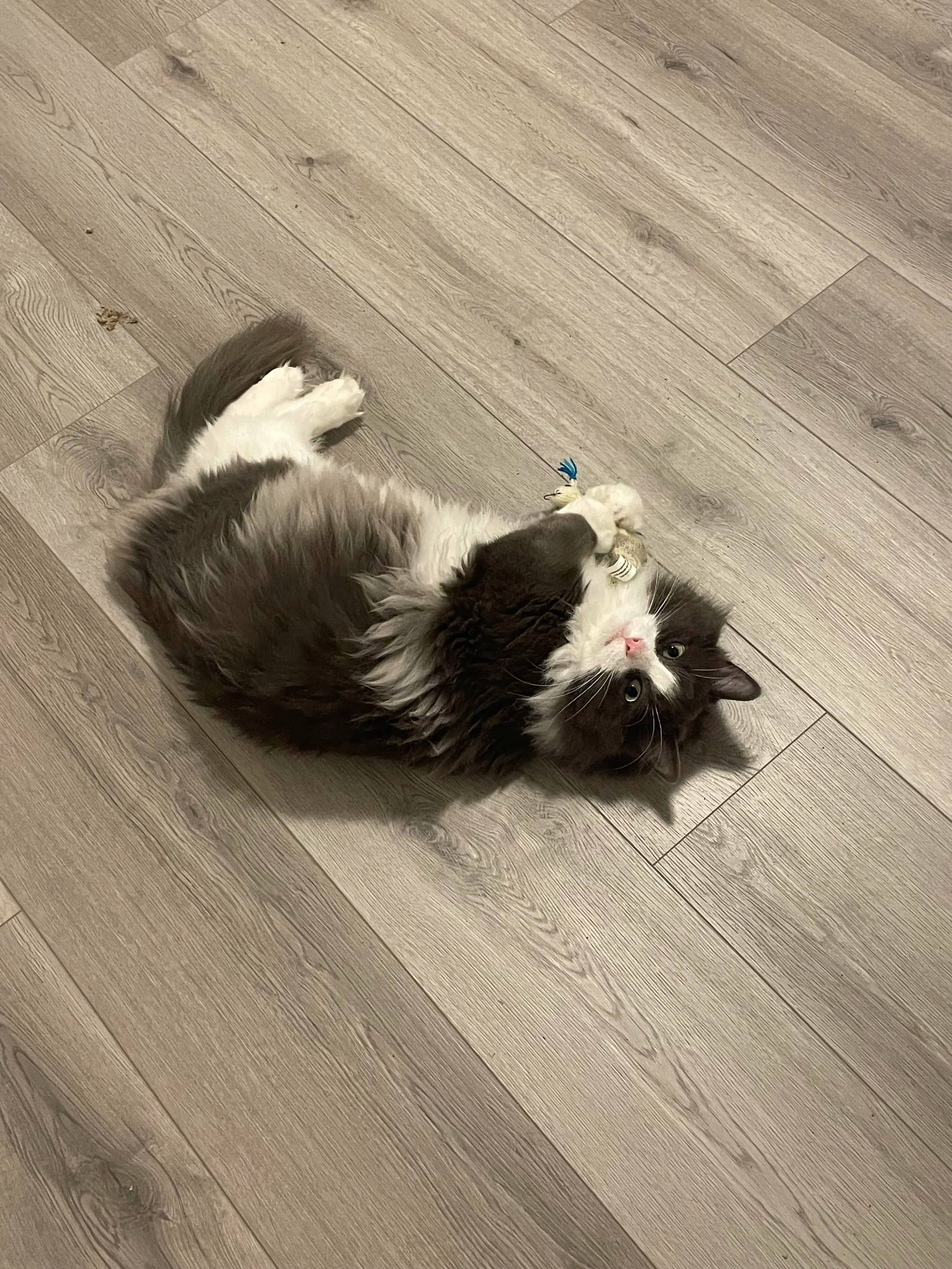 Spork - Domestic Long Hair cat available for adoption at SCAT Street Cat Rescue Program in Saskatoon