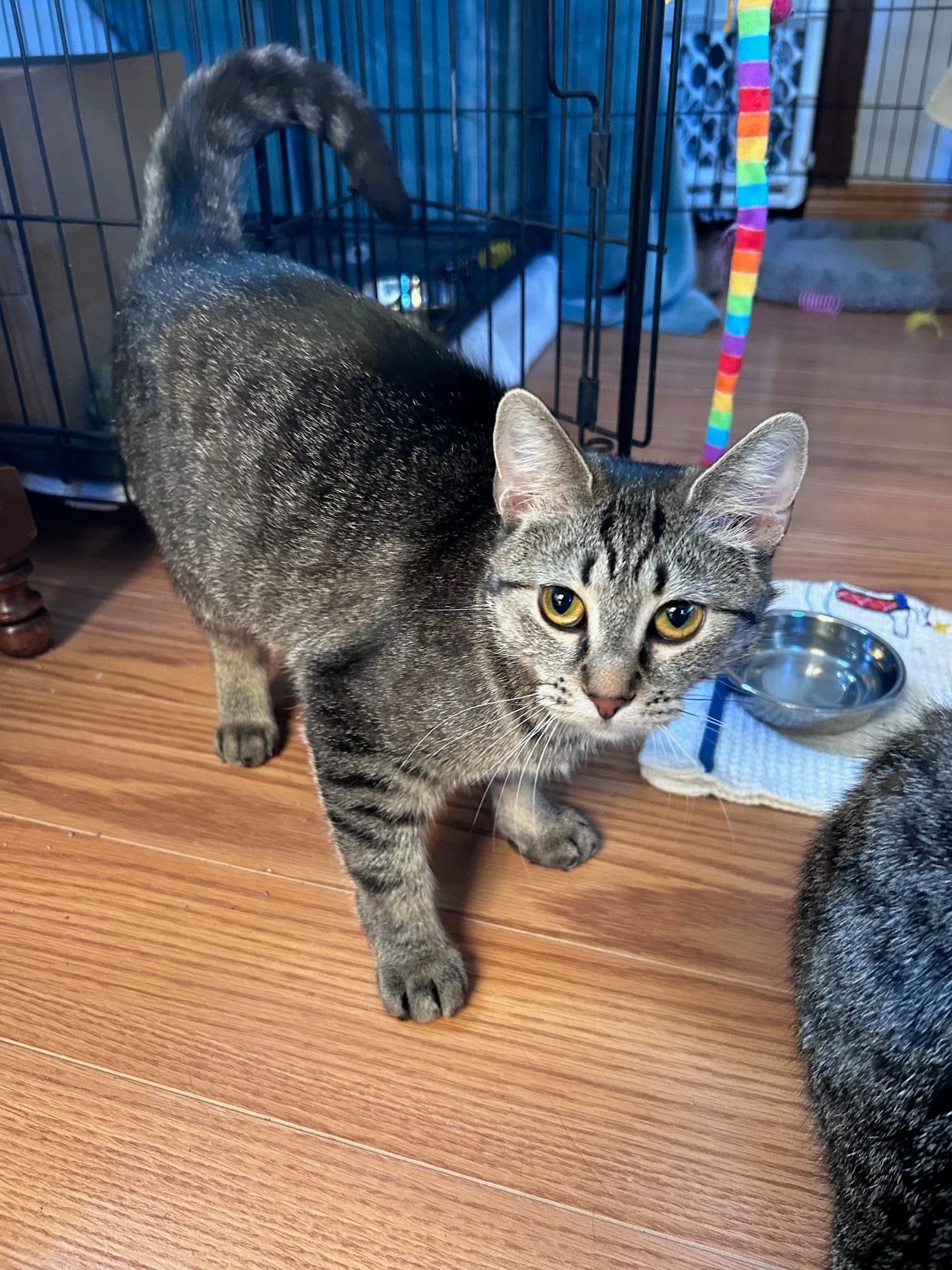 Yukon Gold Potato - Domestic Short Hair cat available for adoption at SCAT Street Cat Rescue Program in Saskatoon