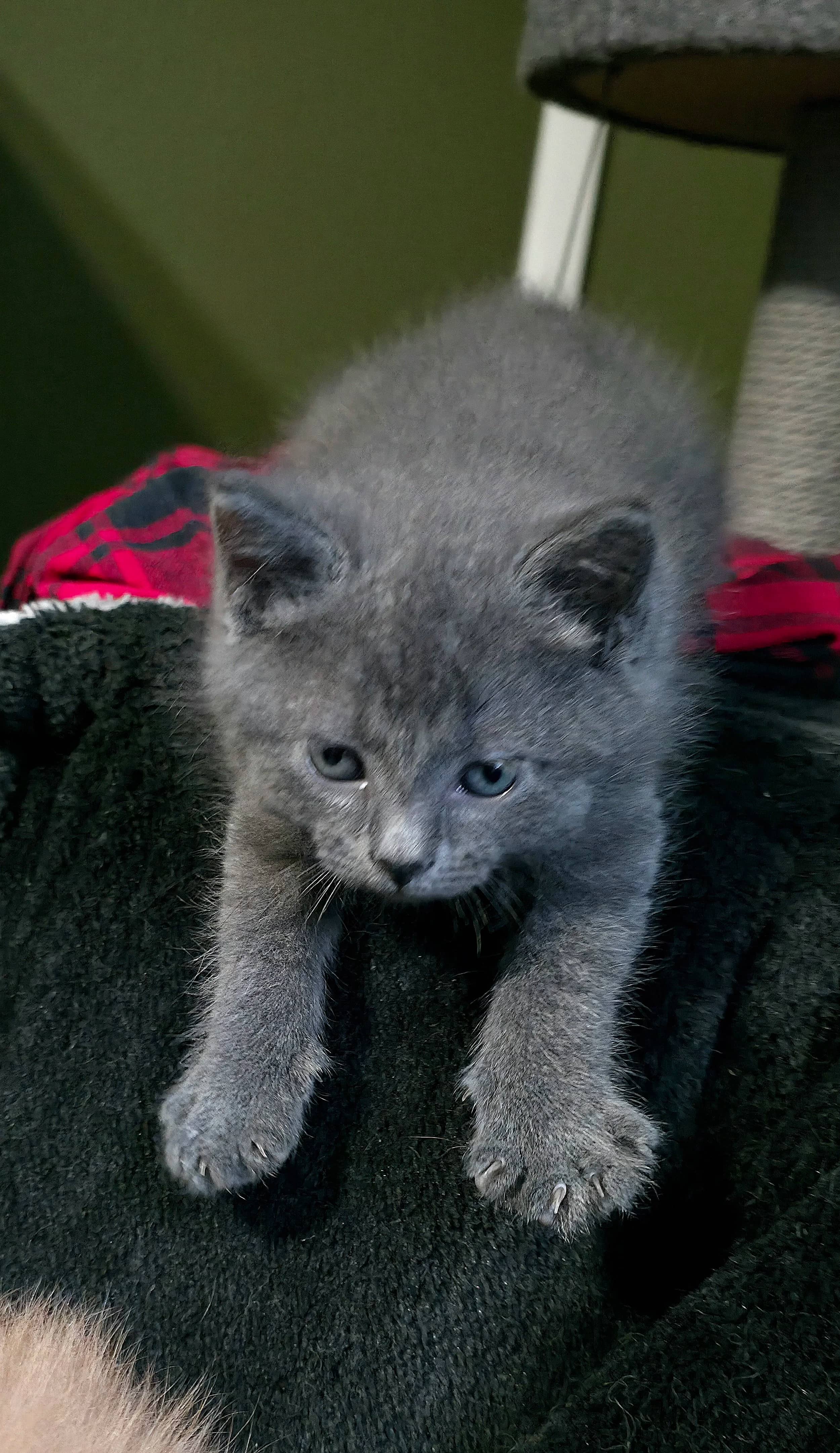 NordVPN - Domestic Short Hair cat available for adoption at SCAT Street Cat Rescue Program in Saskatoon