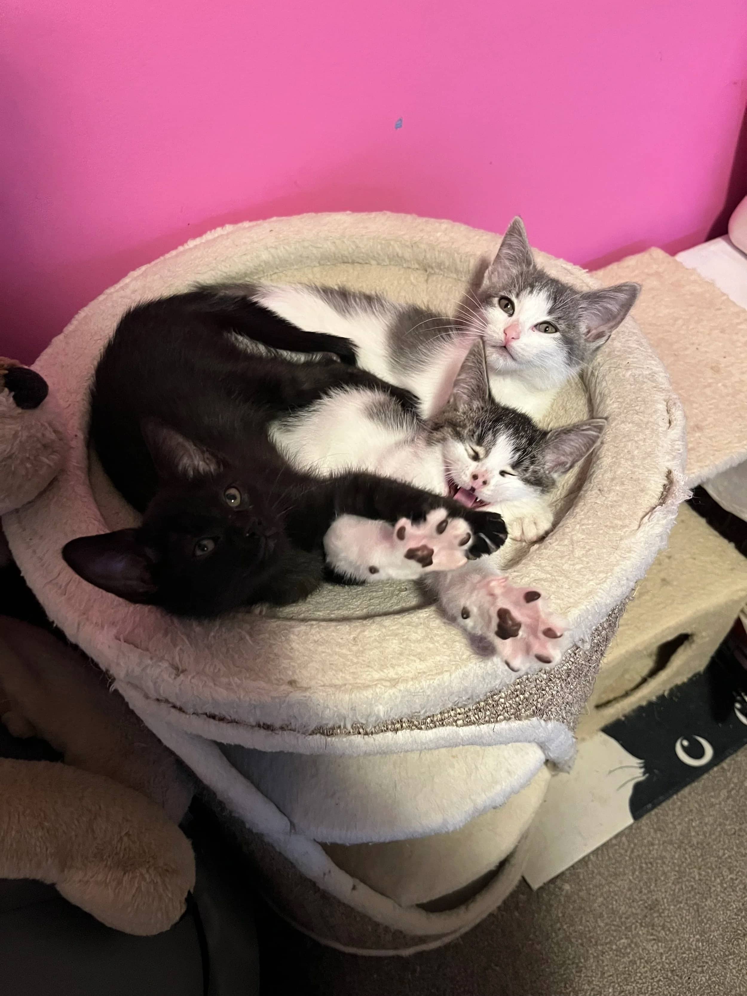 Alpine - Domestic Short Hair cat available for adoption at SCAT Street Cat Rescue Program in Saskatoon