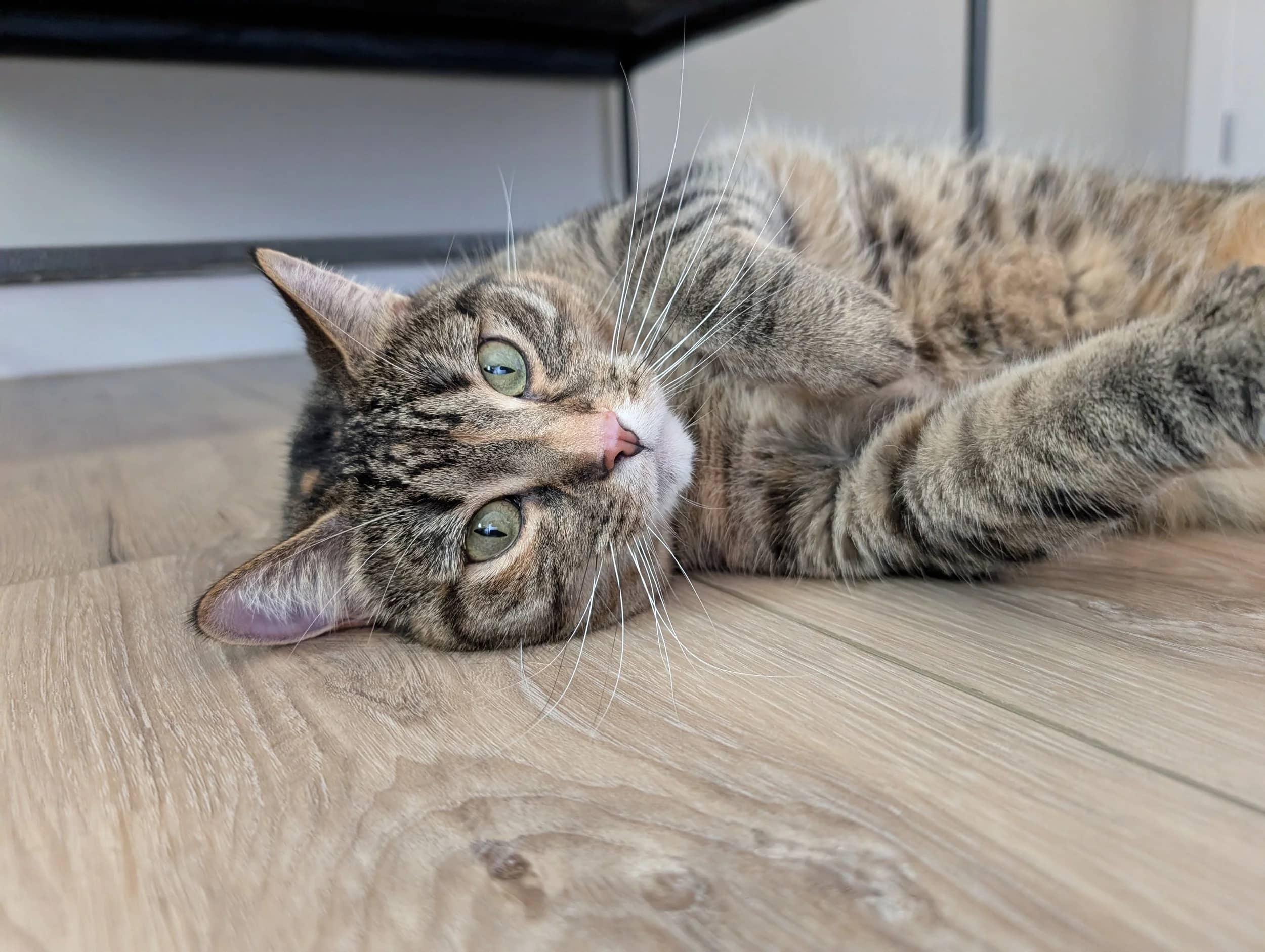 Lotus - Domestic Short Hair cat available for adoption in Saskatchewan