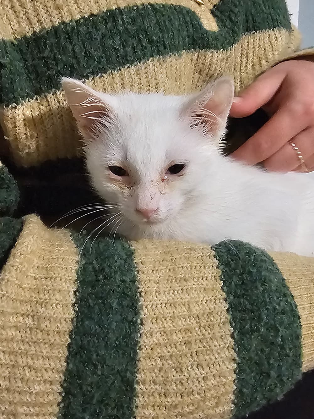 Sosa - Domestic Short Hair cat available for adoption at SCAT Street Cat Rescue Program in Saskatoon