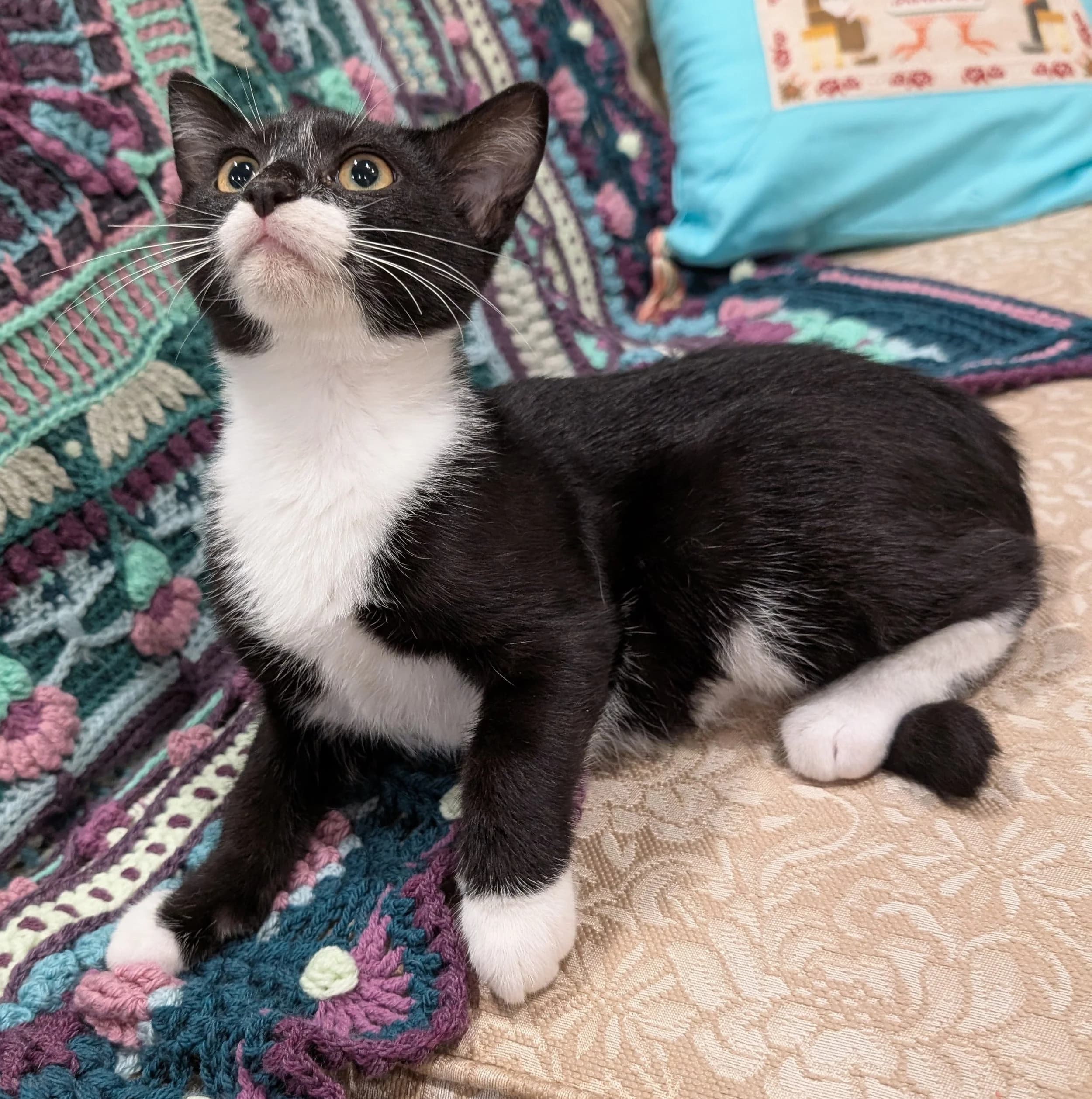 Venice - Domestic Short Hair cat available for adoption at SCAT Street Cat Rescue Program in Saskatoon