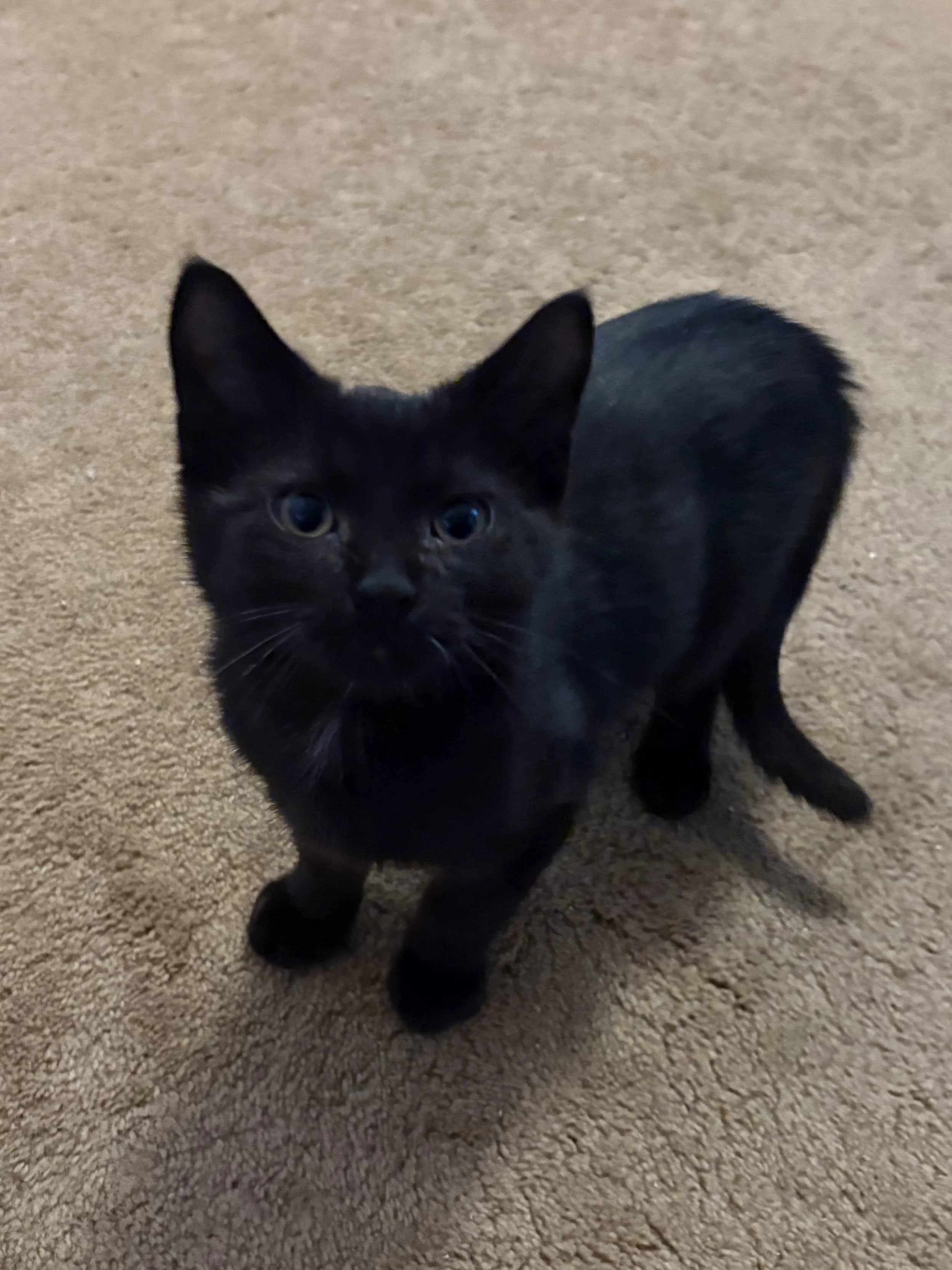 Radish - Domestic Short Hair available for adoption