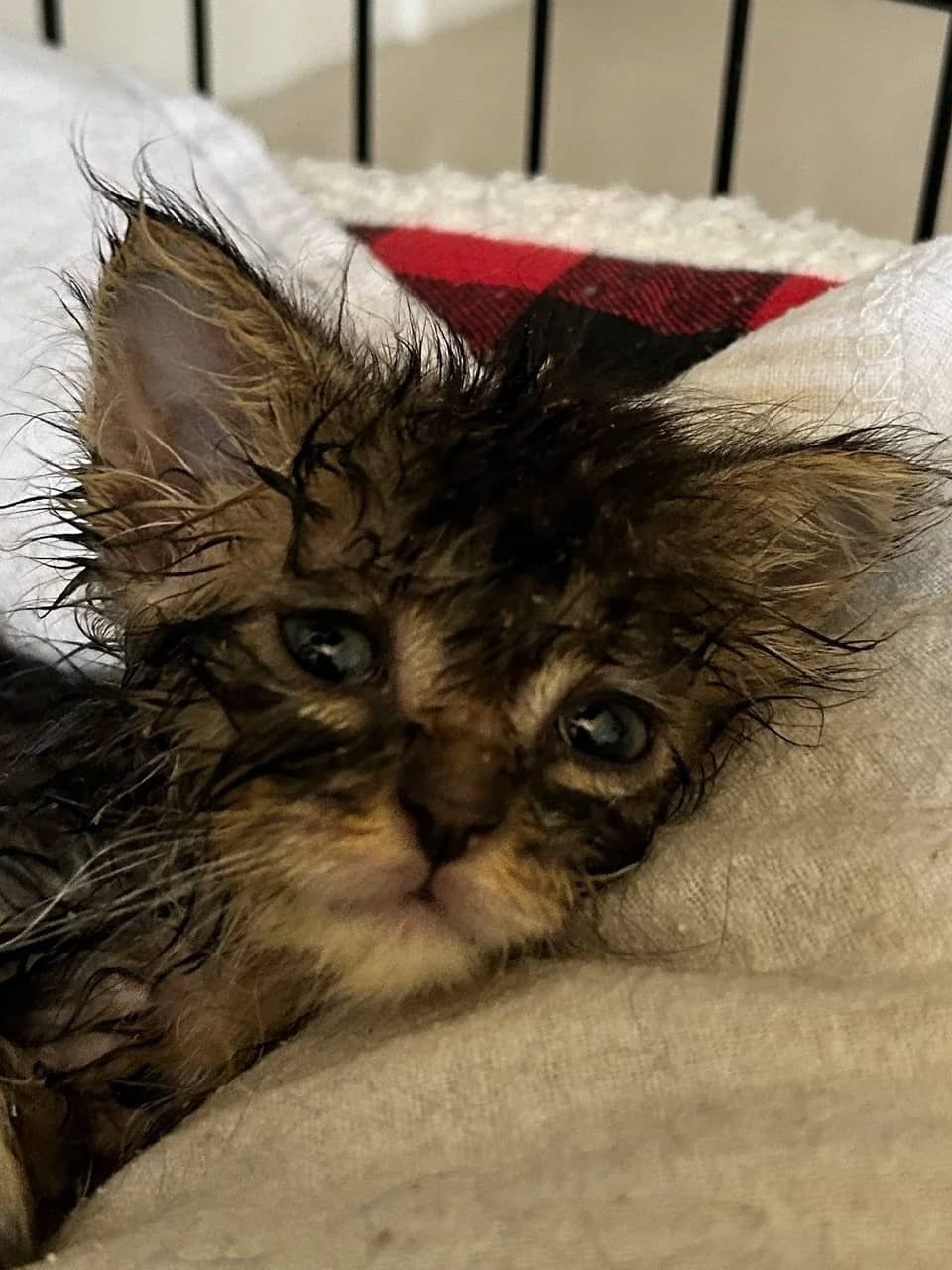 Hurricane - Domestic Medium Hair cat available for adoption in Saskatchewan