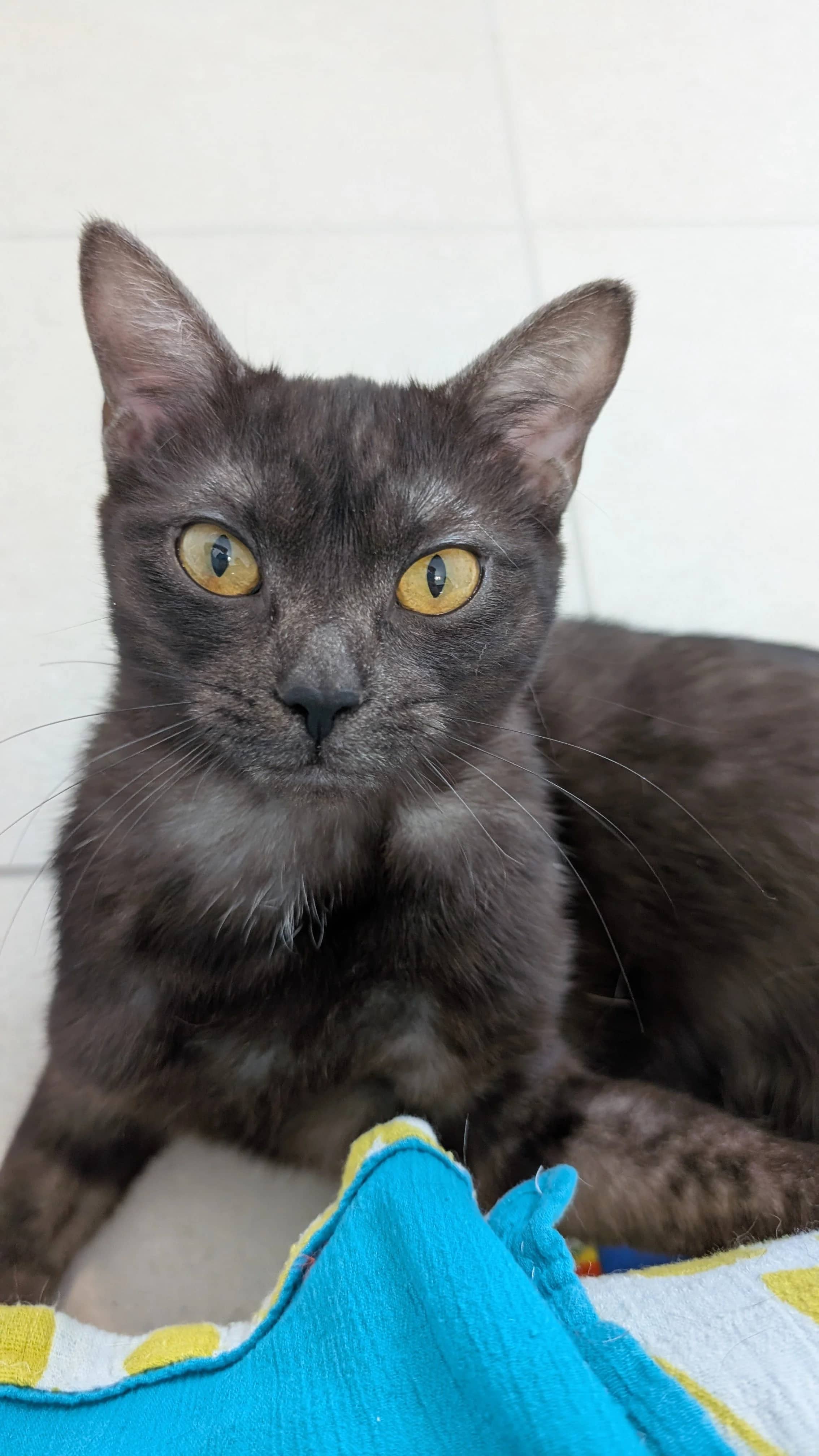 Morchella - Domestic Short Hair cat available for adoption at SCAT Street Cat Rescue Program in Saskatoon