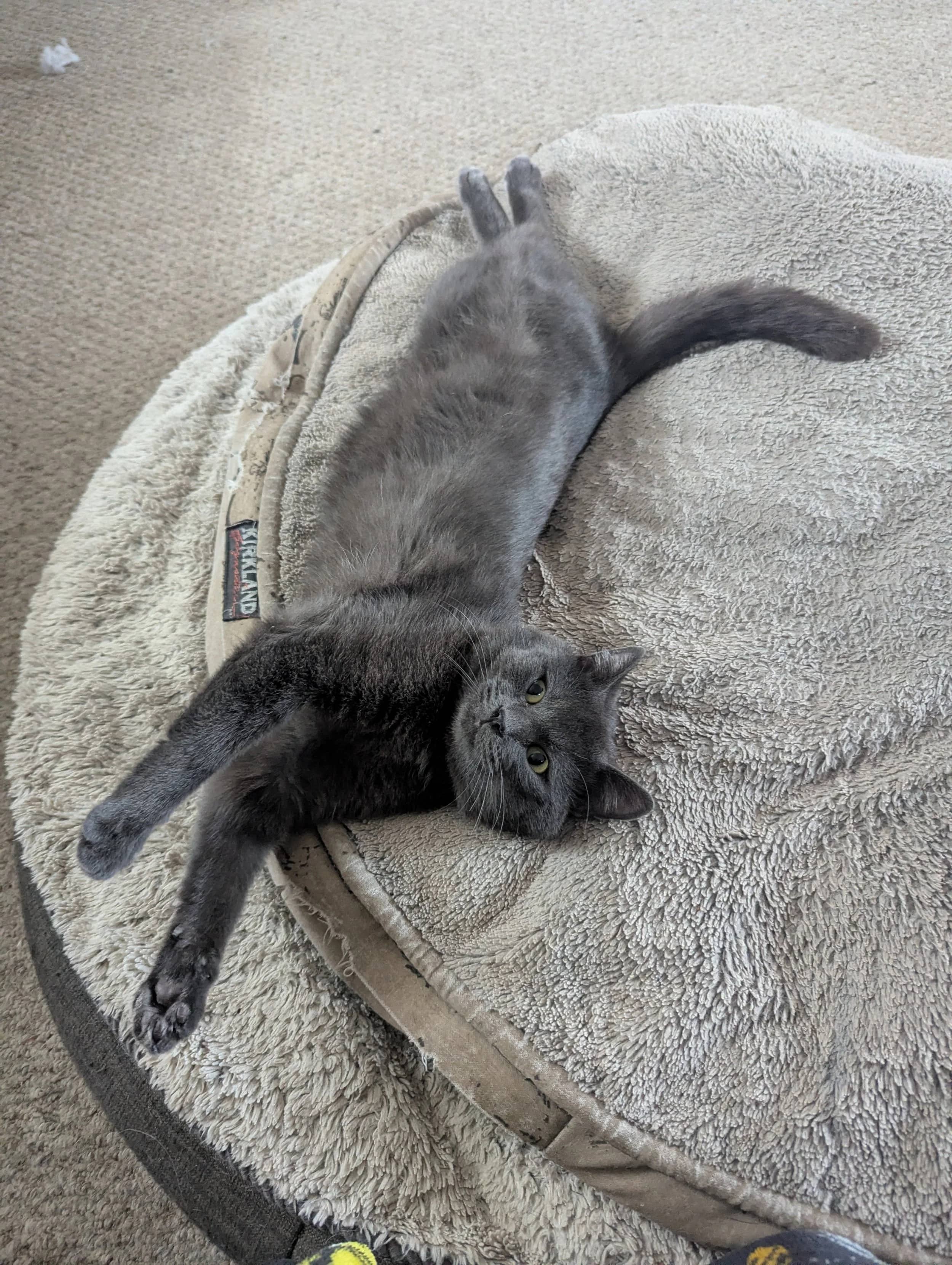 Jasper - Domestic Short Hair cat available for adoption at SCAT Street Cat Rescue Program in Saskatoon