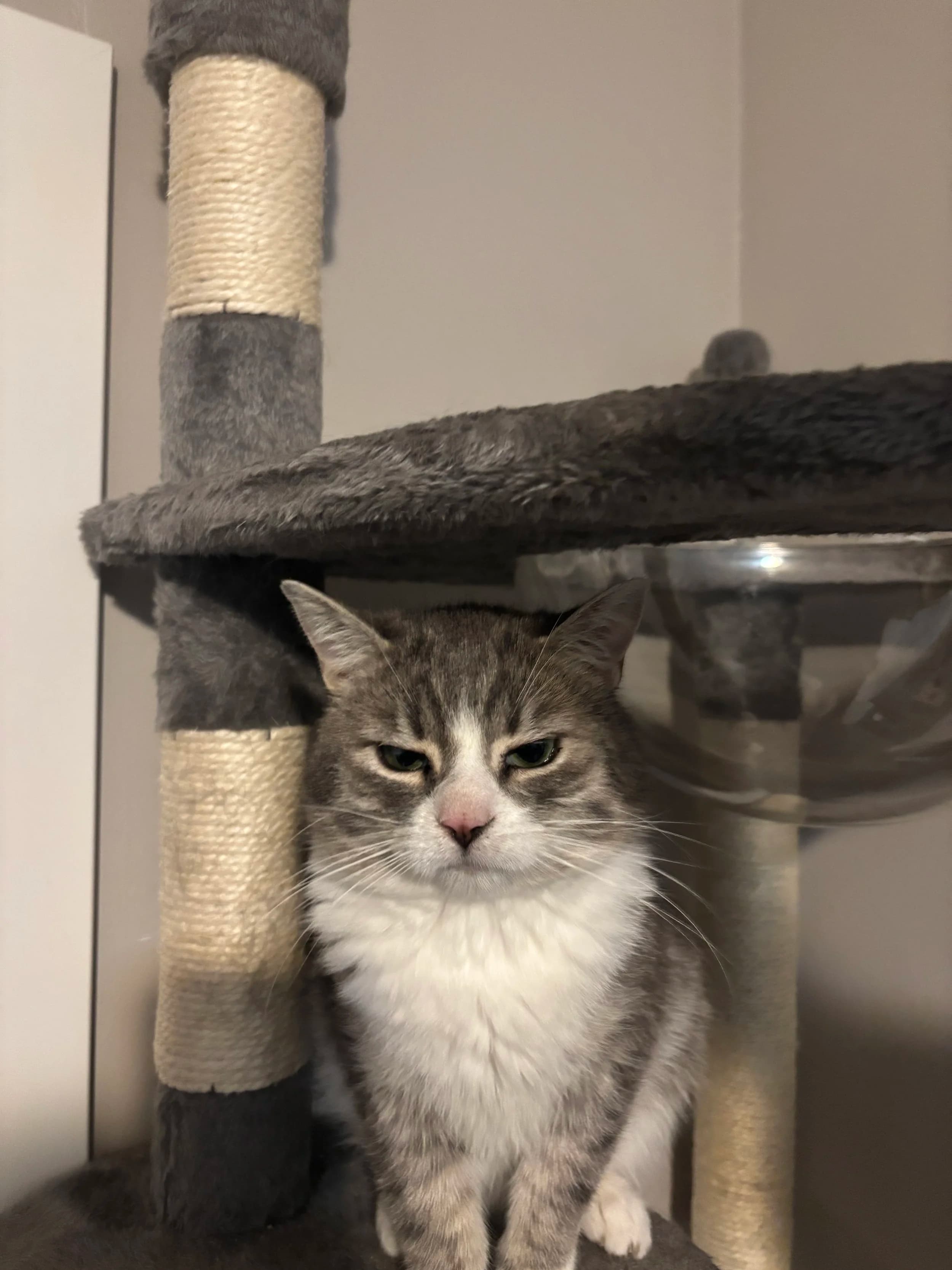 Persnickety - Domestic Short Hair cat available for adoption at SCAT Street Cat Rescue Program in Saskatoon