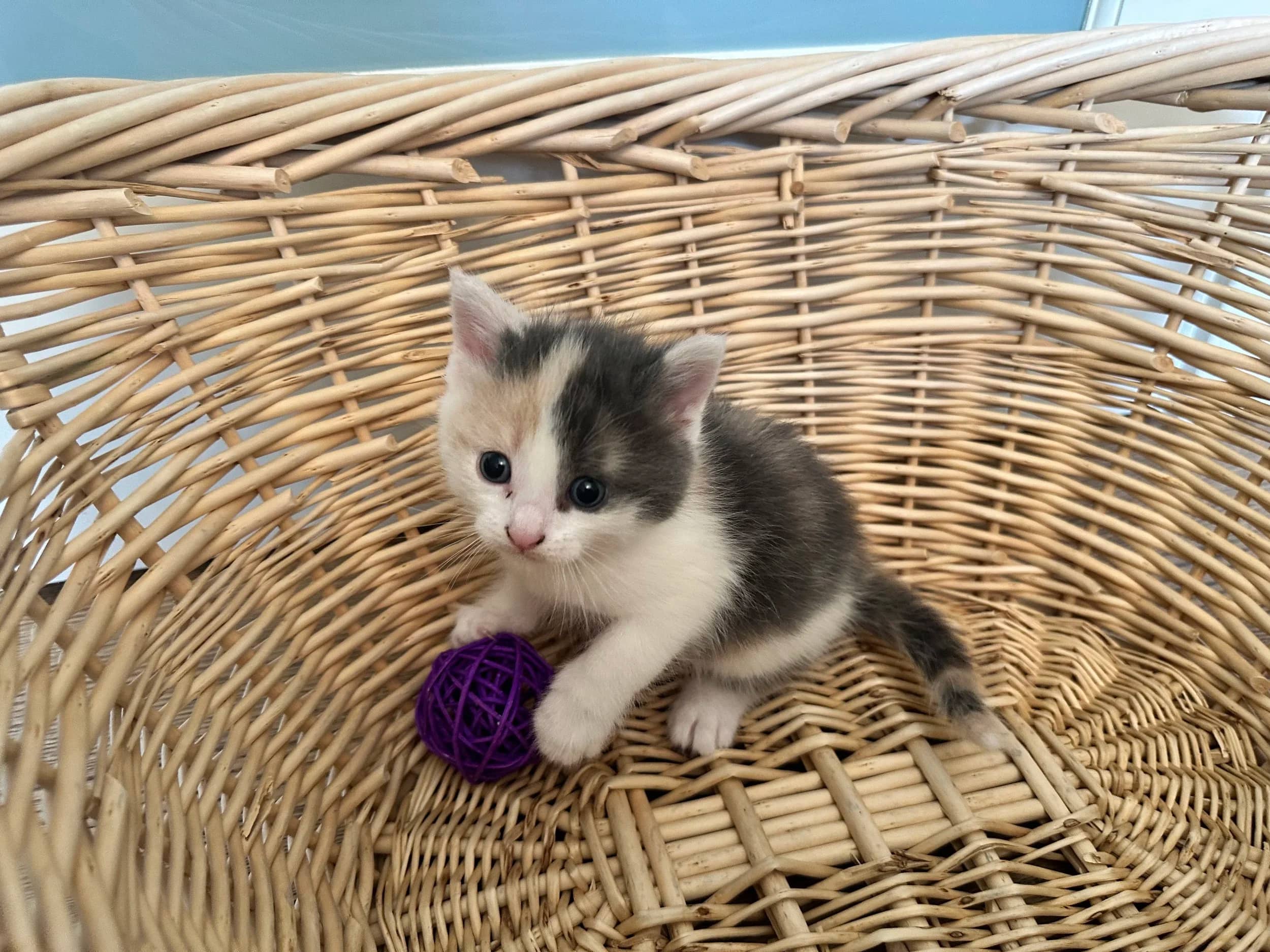 Dormé - Domestic Medium Hair available for adoption