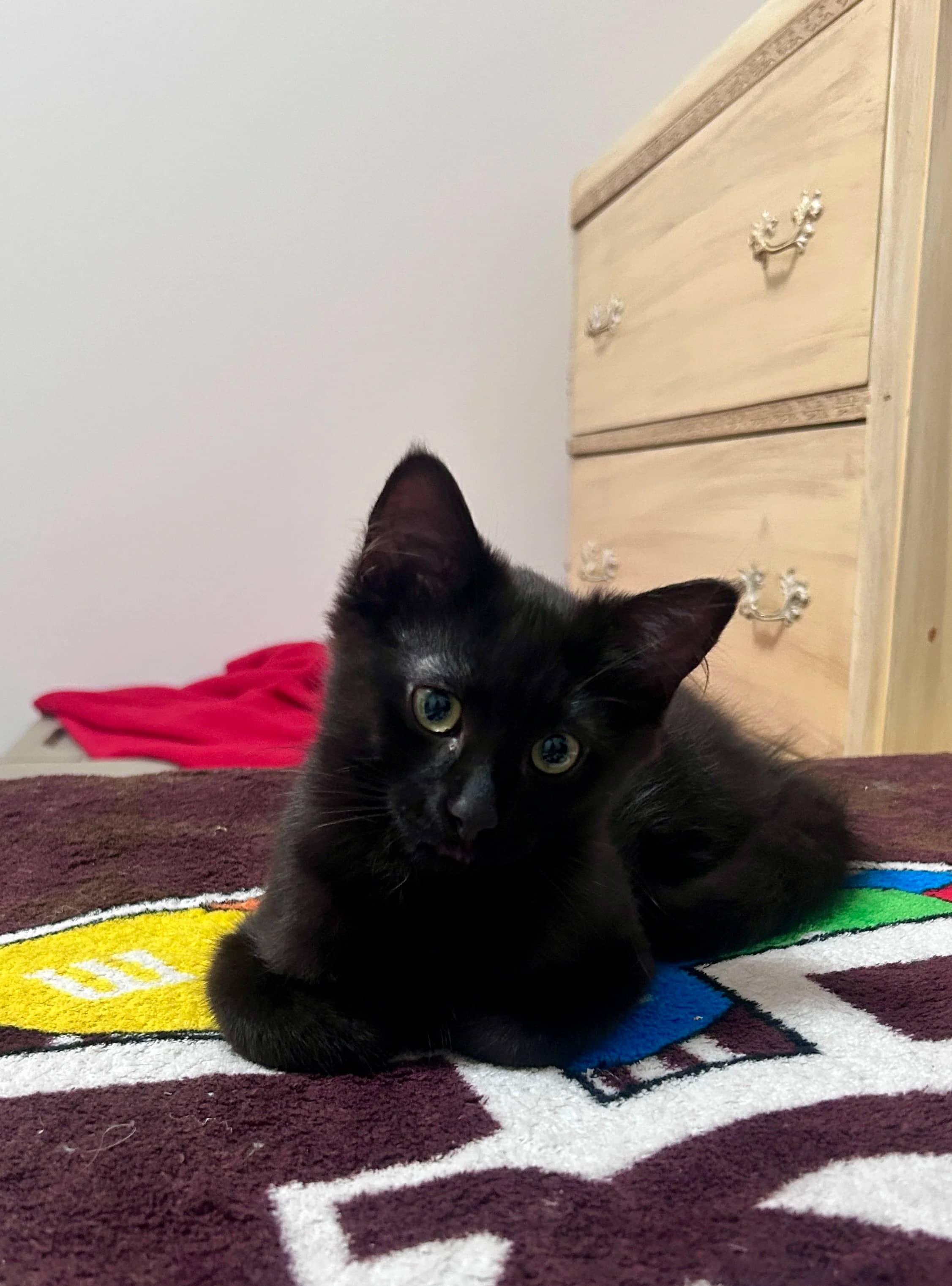 Xolido - Domestic Long Hair cat available for adoption at SCAT Street Cat Rescue Program in Saskatoon