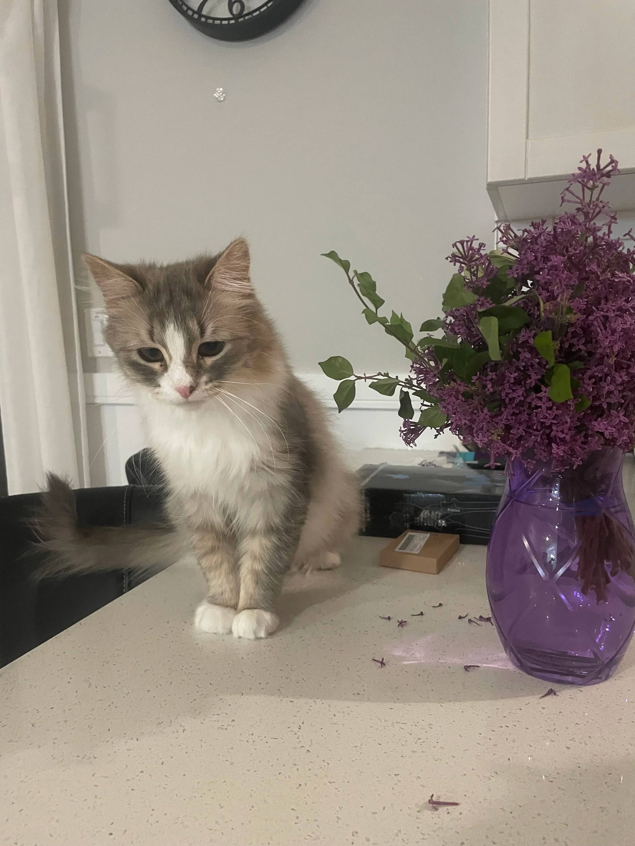 Spoon - Domestic Long Hair cat available for adoption at SCAT Street Cat Rescue Program in Saskatoon