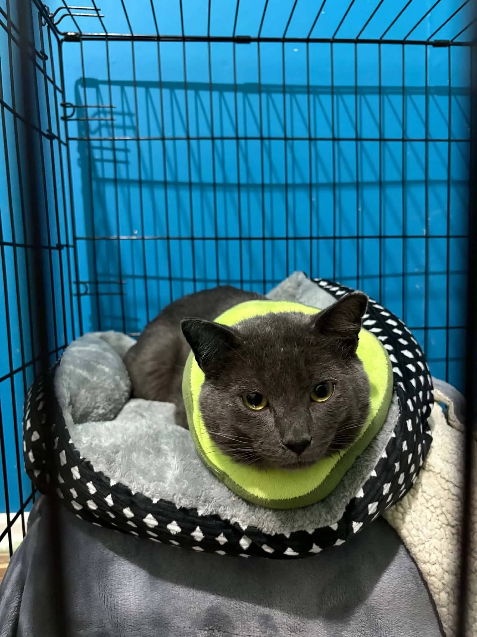 Roam - Domestic Short Hair cat available for adoption at SCAT Street Cat Rescue Program in Saskatoon