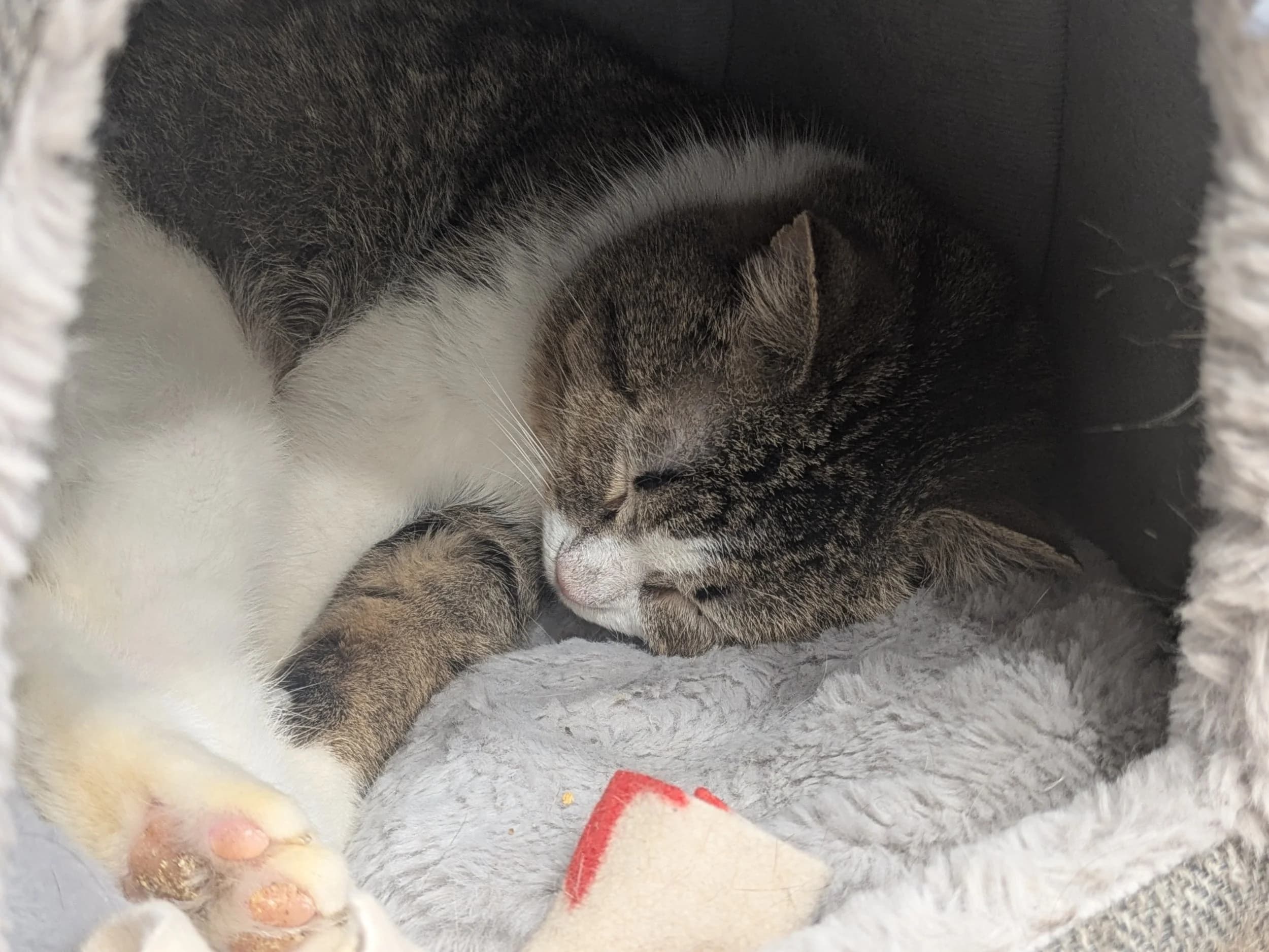 Sebastian - Domestic Short Hair cat available for adoption at SCAT Street Cat Rescue Program in Saskatoon