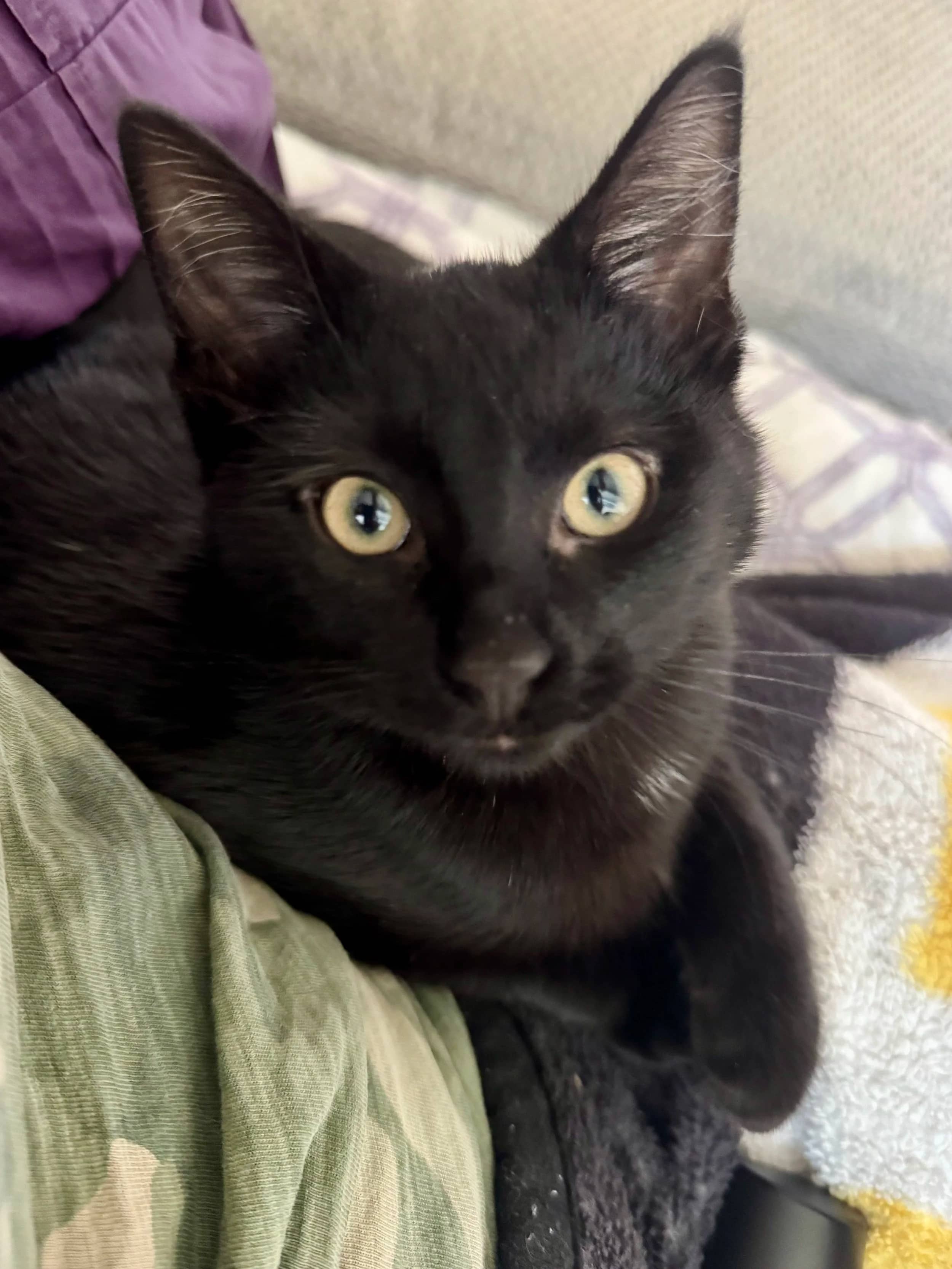 Ike - Domestic Short Hair available for adoption