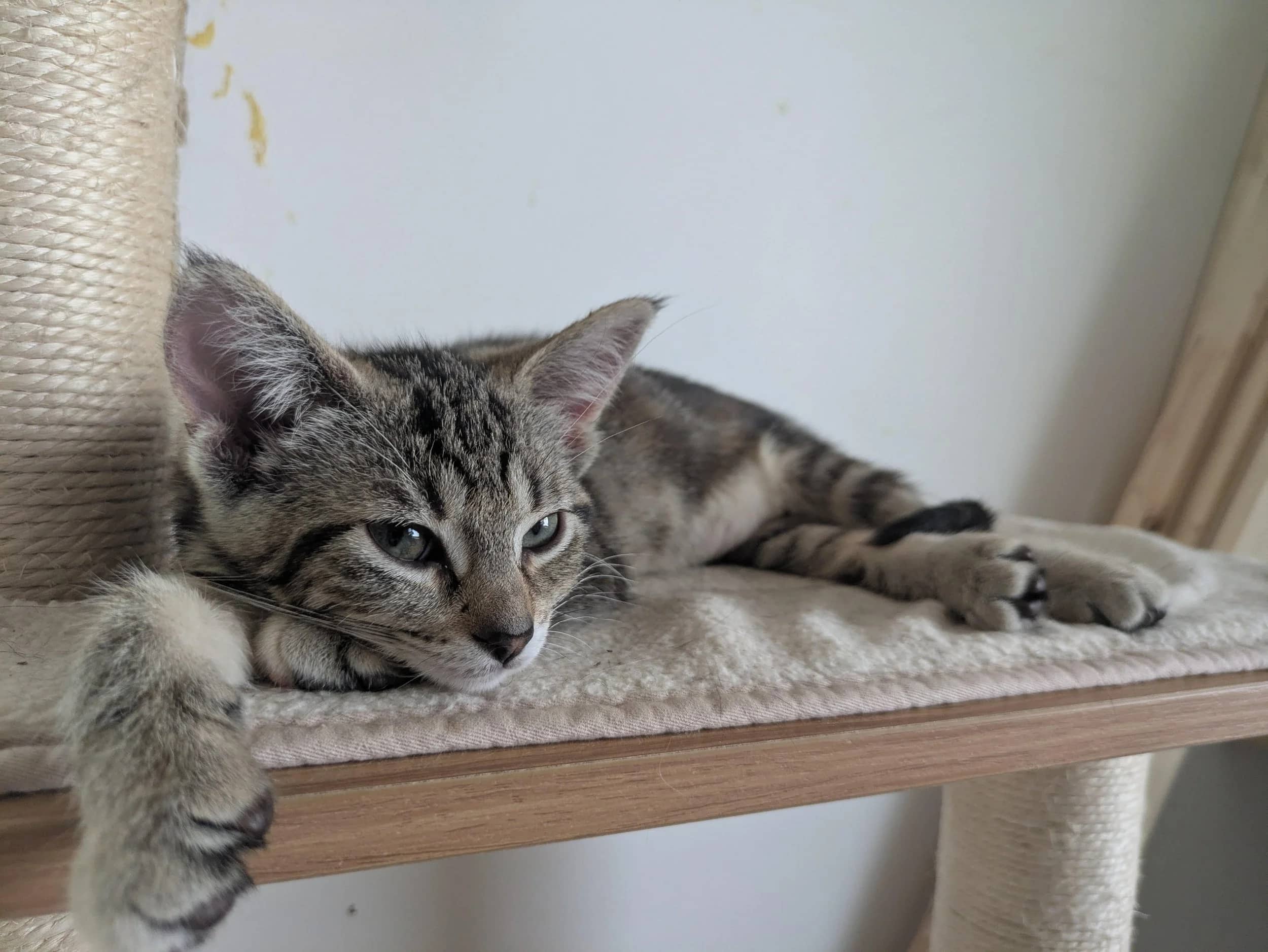 Hurray - Domestic Short Hair available for adoption
