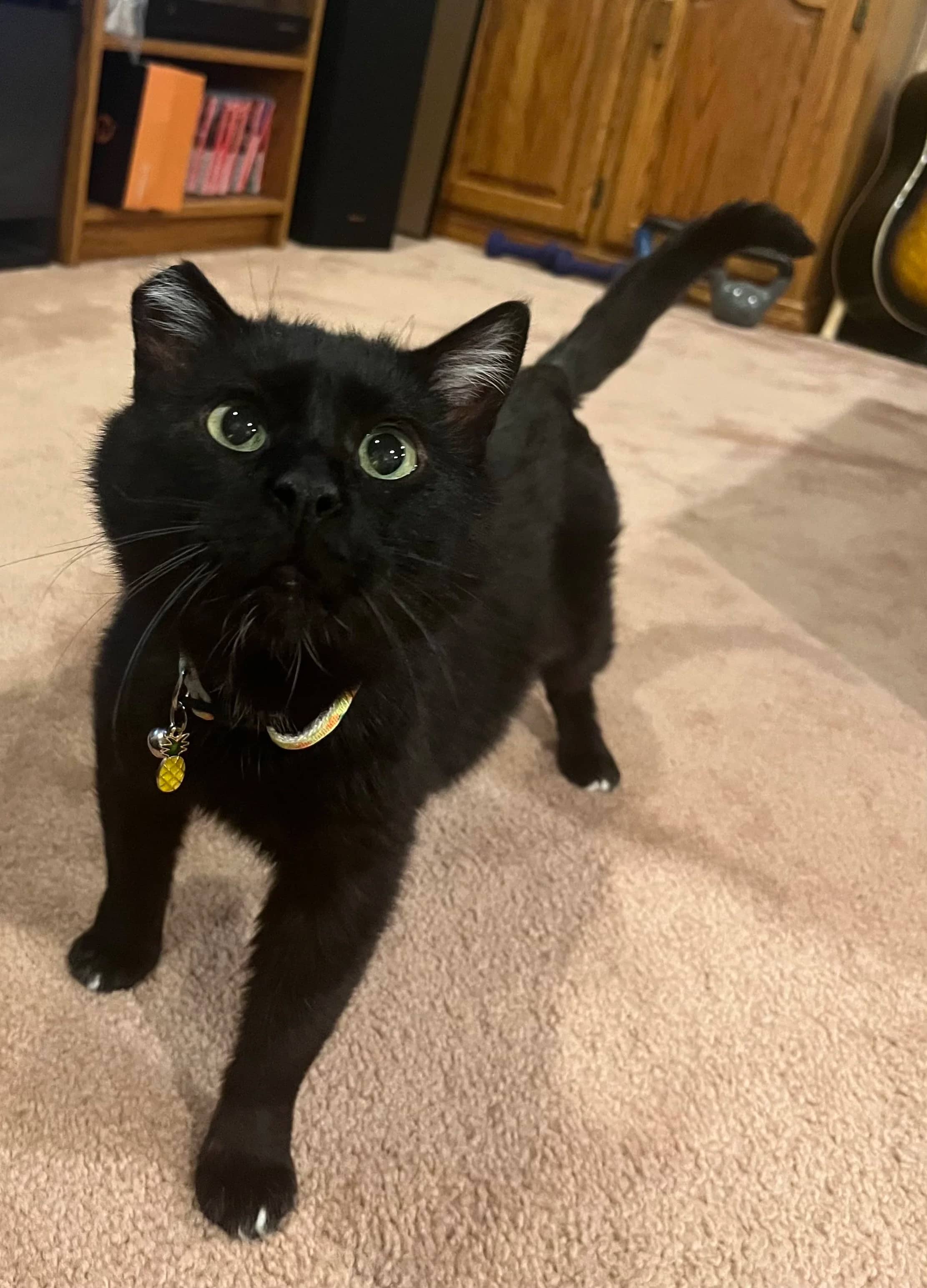 Soup - Domestic Short Hair available for adoption