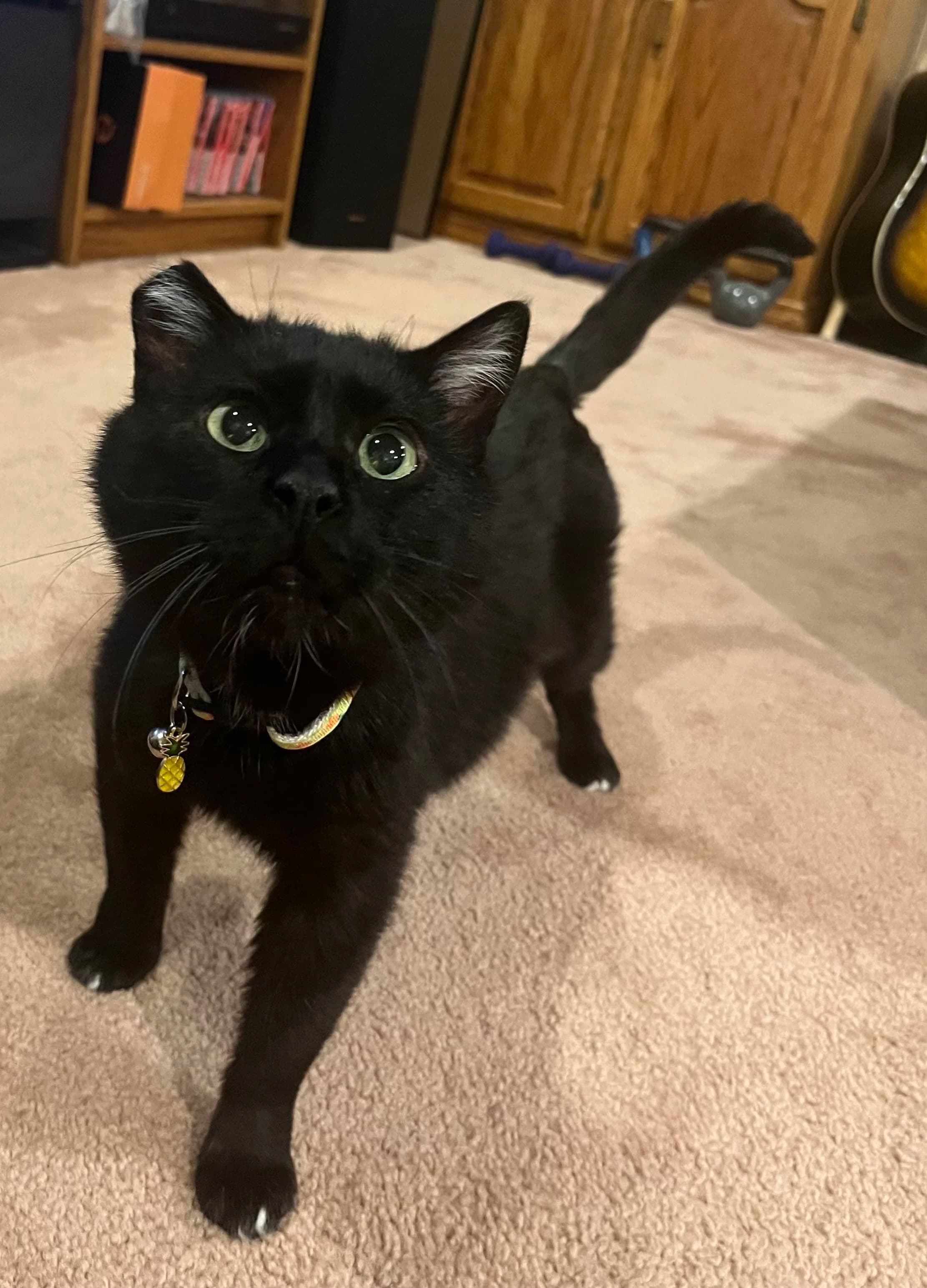 Soup - Domestic Short Hair cat available for adoption at SCAT Street Cat Rescue Program in Saskatoon