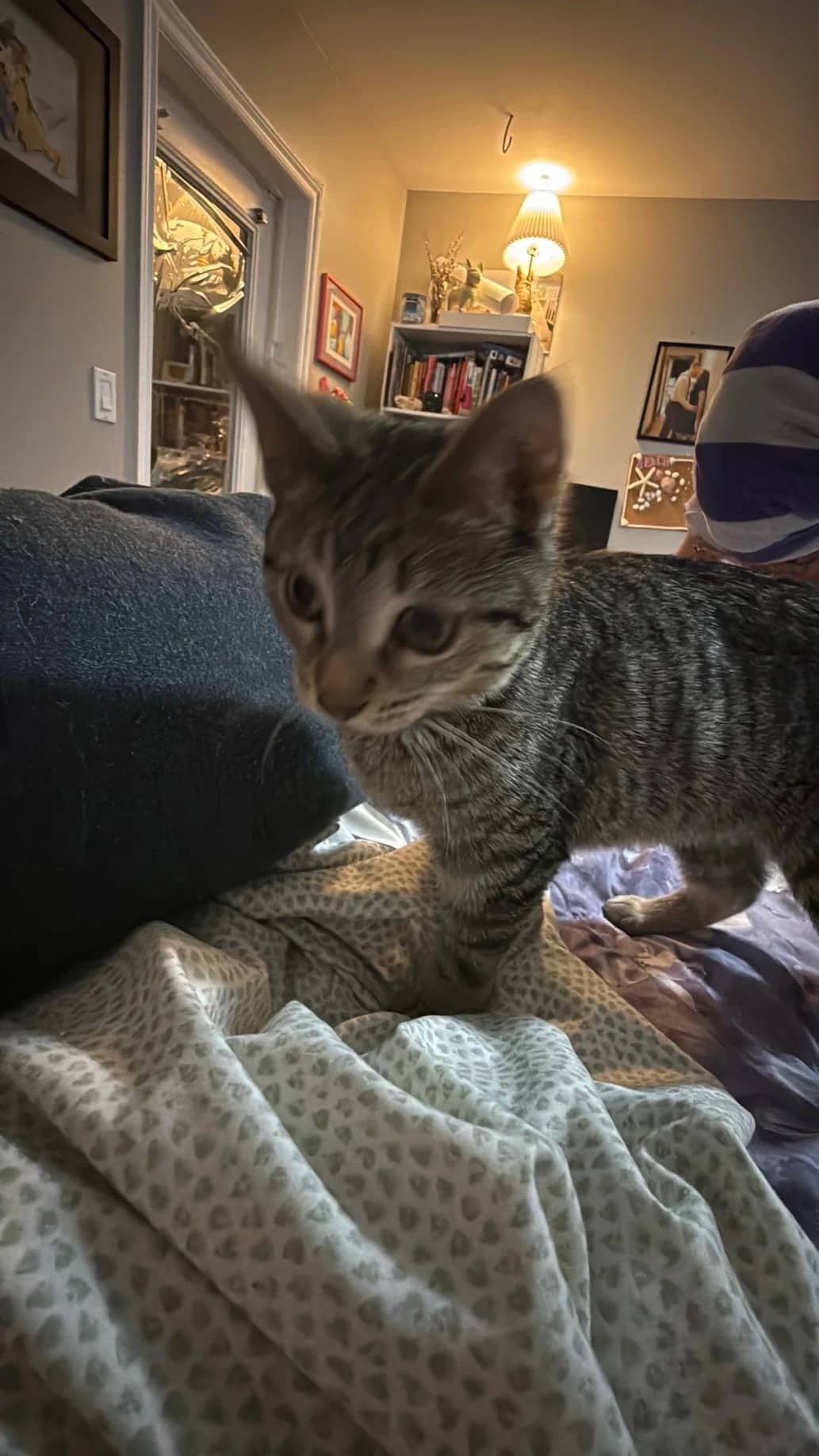 Lil Lovis - Domestic Short Hair cat available for adoption at SCAT Street Cat Rescue Program in Saskatoon