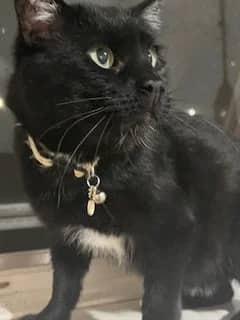 Soup - Domestic Short Hair cat available for adoption at SCAT Street Cat Rescue Program in Saskatoon