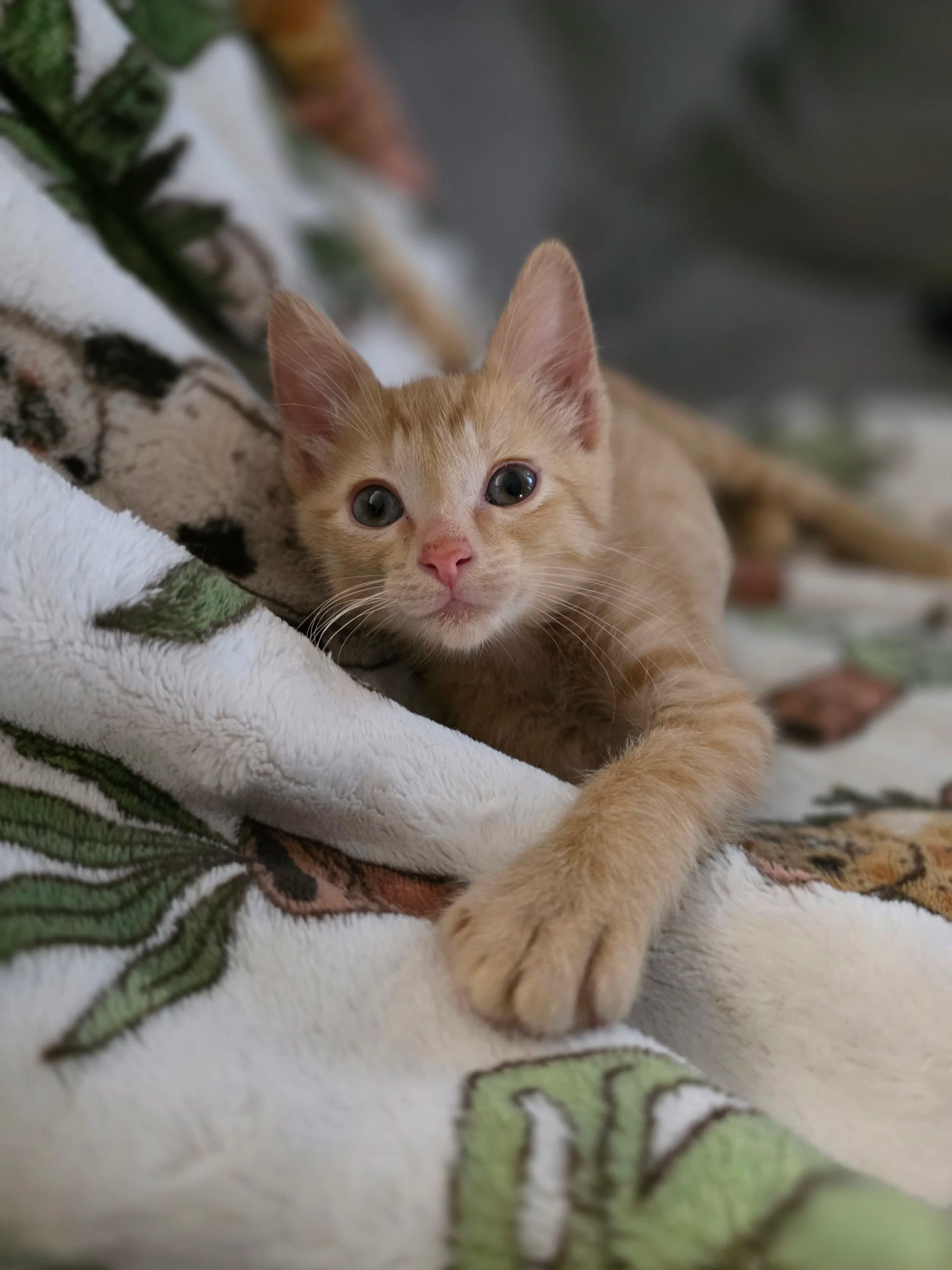 Optima - Domestic Short Hair cat available for adoption at SCAT Street Cat Rescue Program in Saskatoon