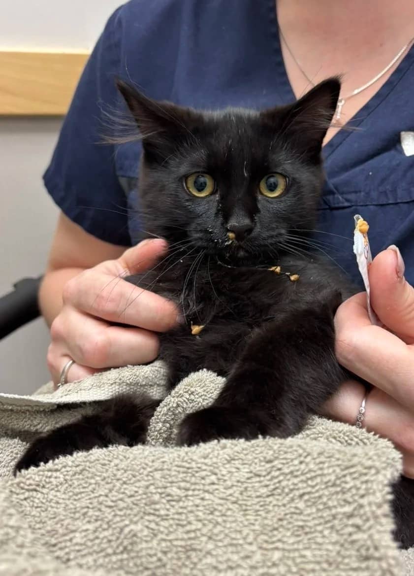 Xylocaine - Domestic Long Hair cat available for adoption at SCAT Street Cat Rescue Program in Saskatoon