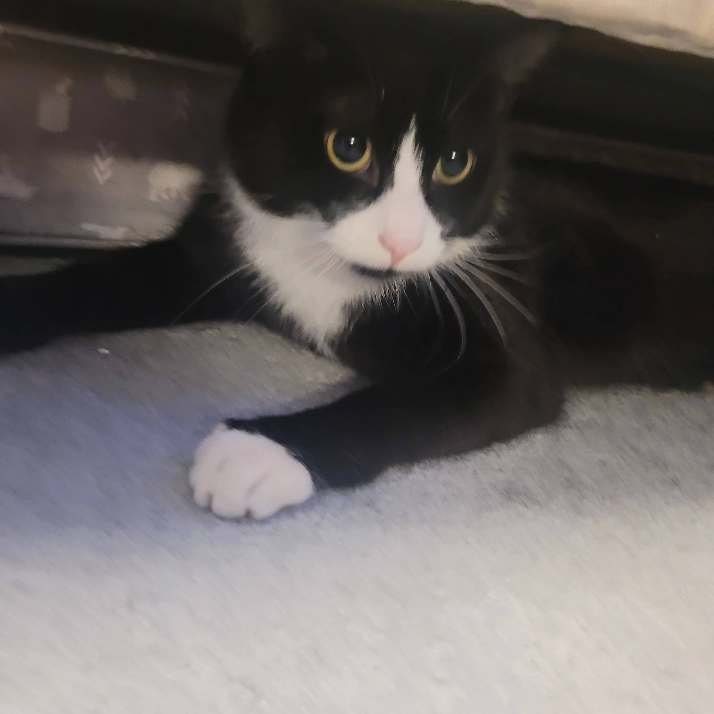 Yubi - Domestic Short Hair available for adoption