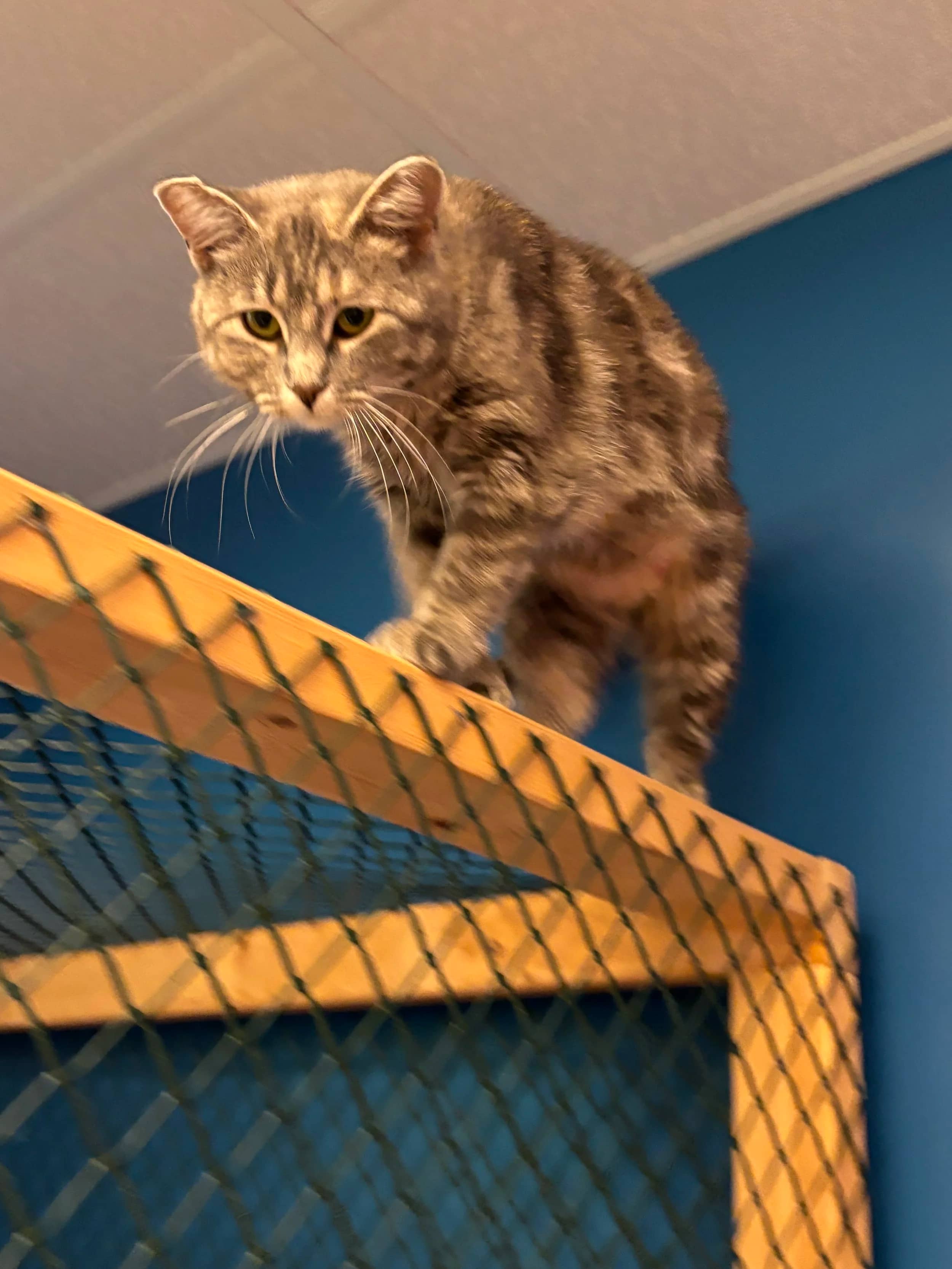 Halo - Domestic Short Hair cat available for adoption at SCAT Street Cat Rescue Program in Saskatoon