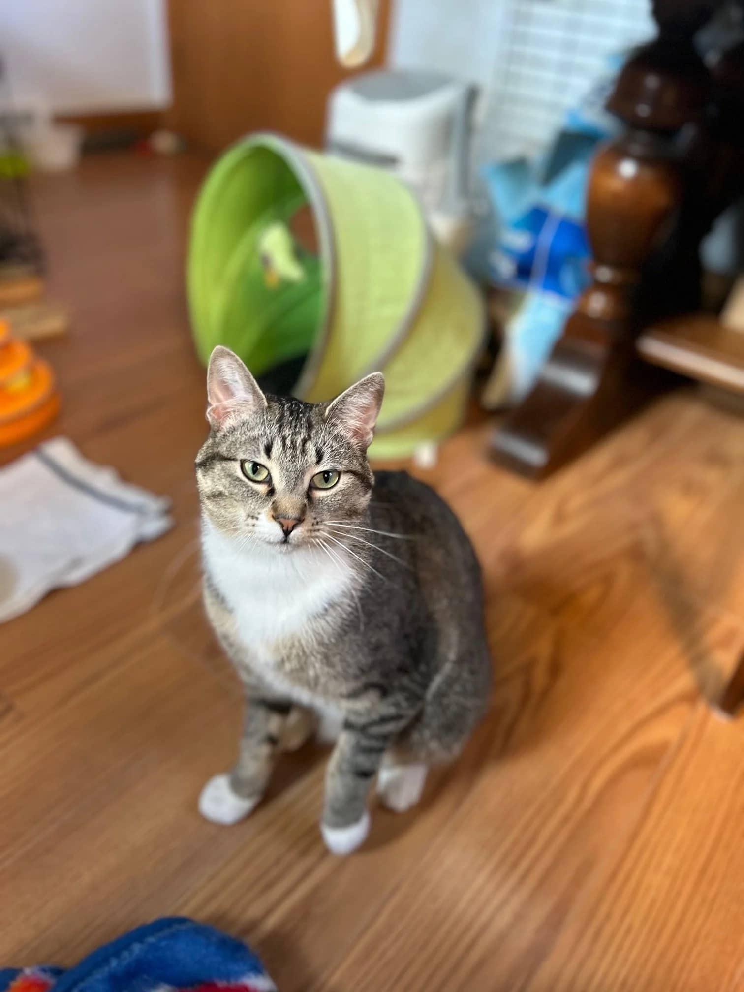 Yeti - Domestic Short Hair available for adoption