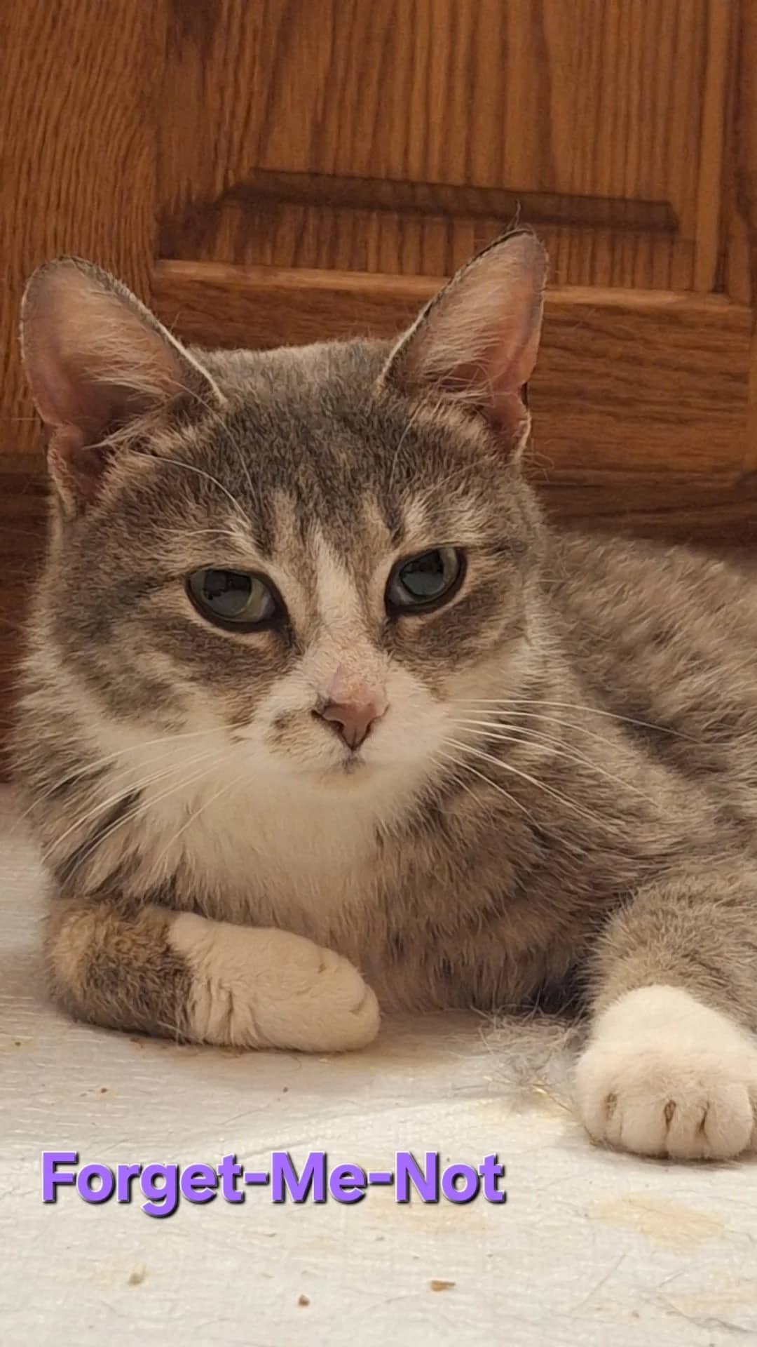 Forget-Me-Not - Domestic Short Hair available for adoption
