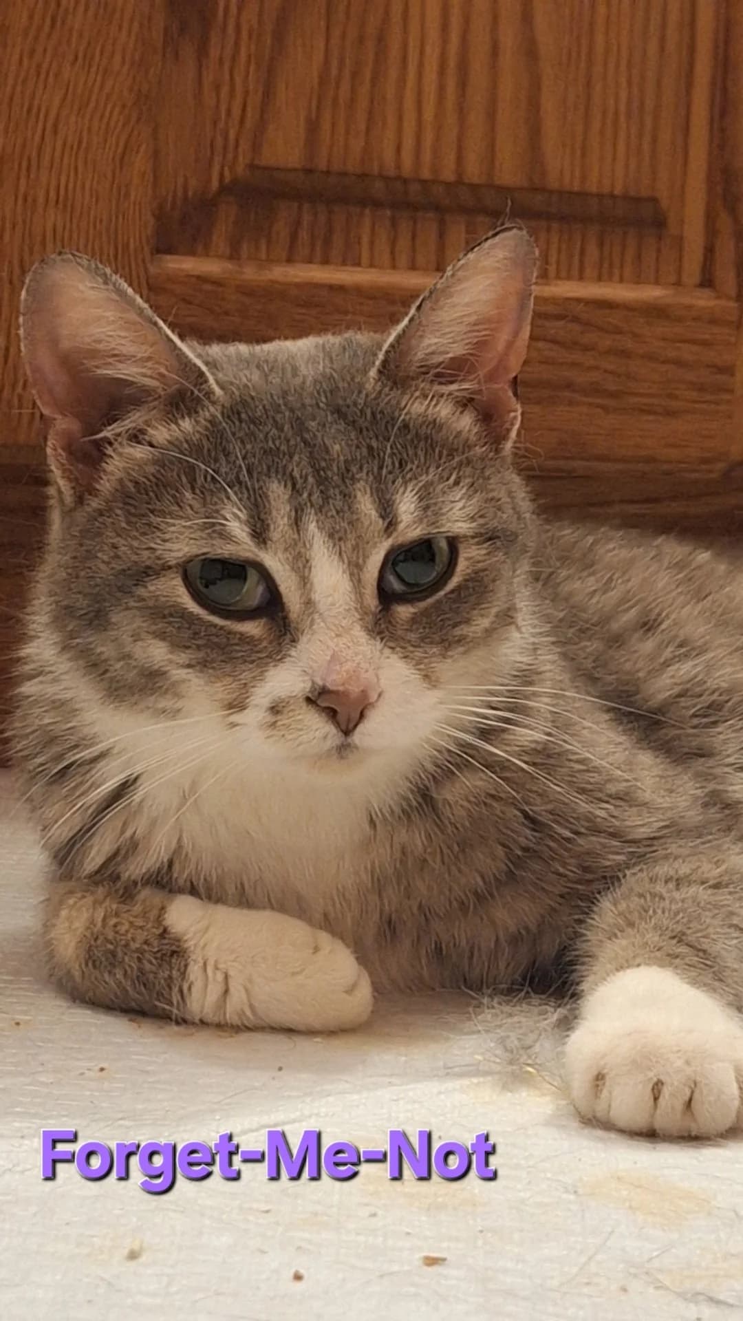 Forget-Me-Not - Domestic Short Hair cat available for adoption at SCAT Street Cat Rescue Program in Saskatoon