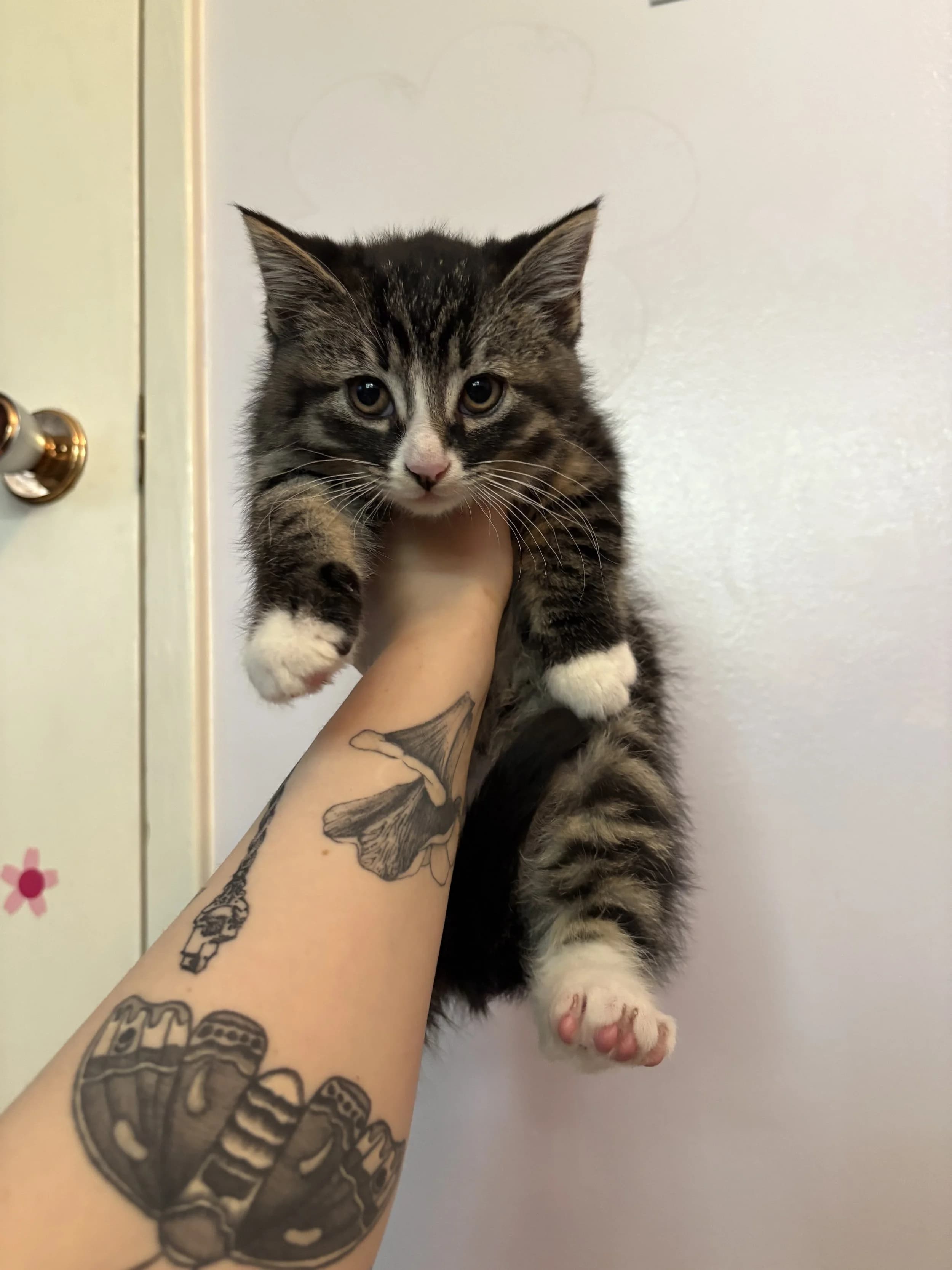 Rutabaga - Domestic Short Hair cat available for adoption at SCAT Street Cat Rescue Program in Saskatoon