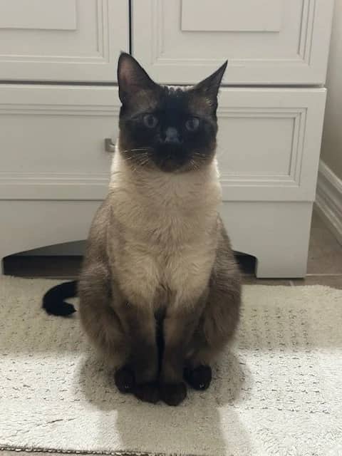 Pablo - Domestic Short Hair cat available for adoption at SCAT Street Cat Rescue Program in Saskatoon