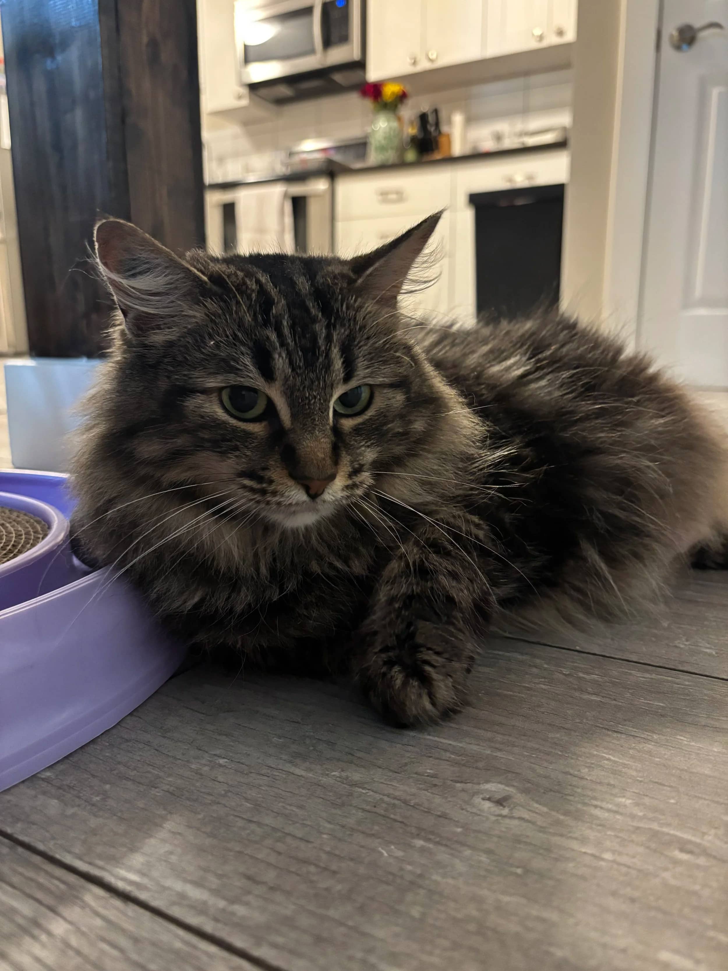Franka - Domestic Long Hair cat available for adoption at SCAT Street Cat Rescue Program in Saskatoon