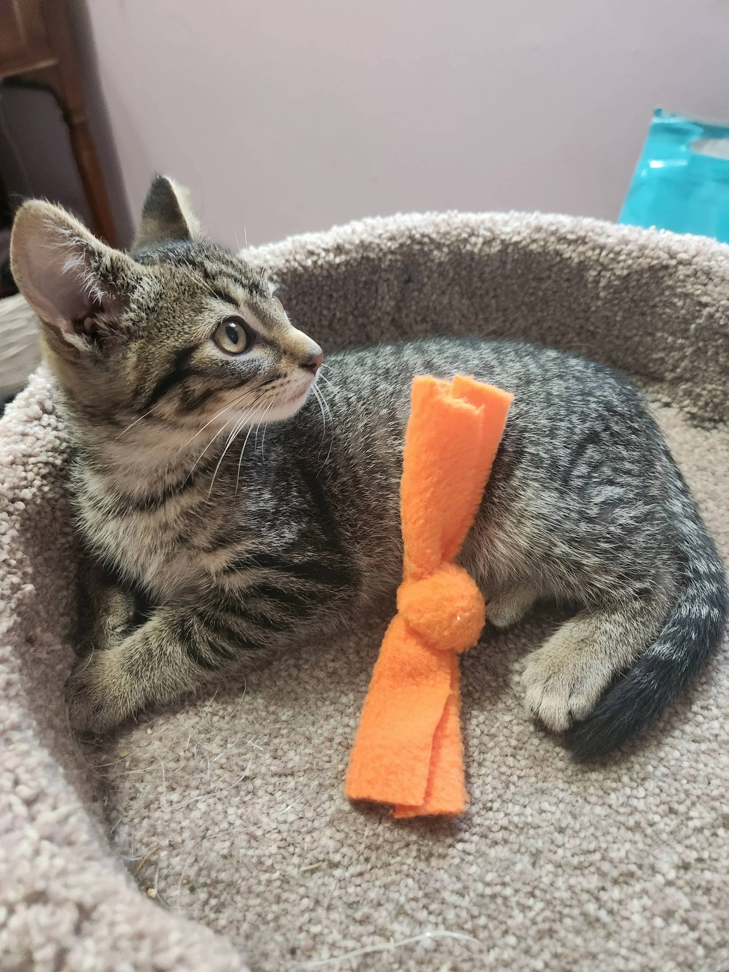 Jute - Domestic Short Hair cat available for adoption at SCAT Street Cat Rescue Program in Saskatoon