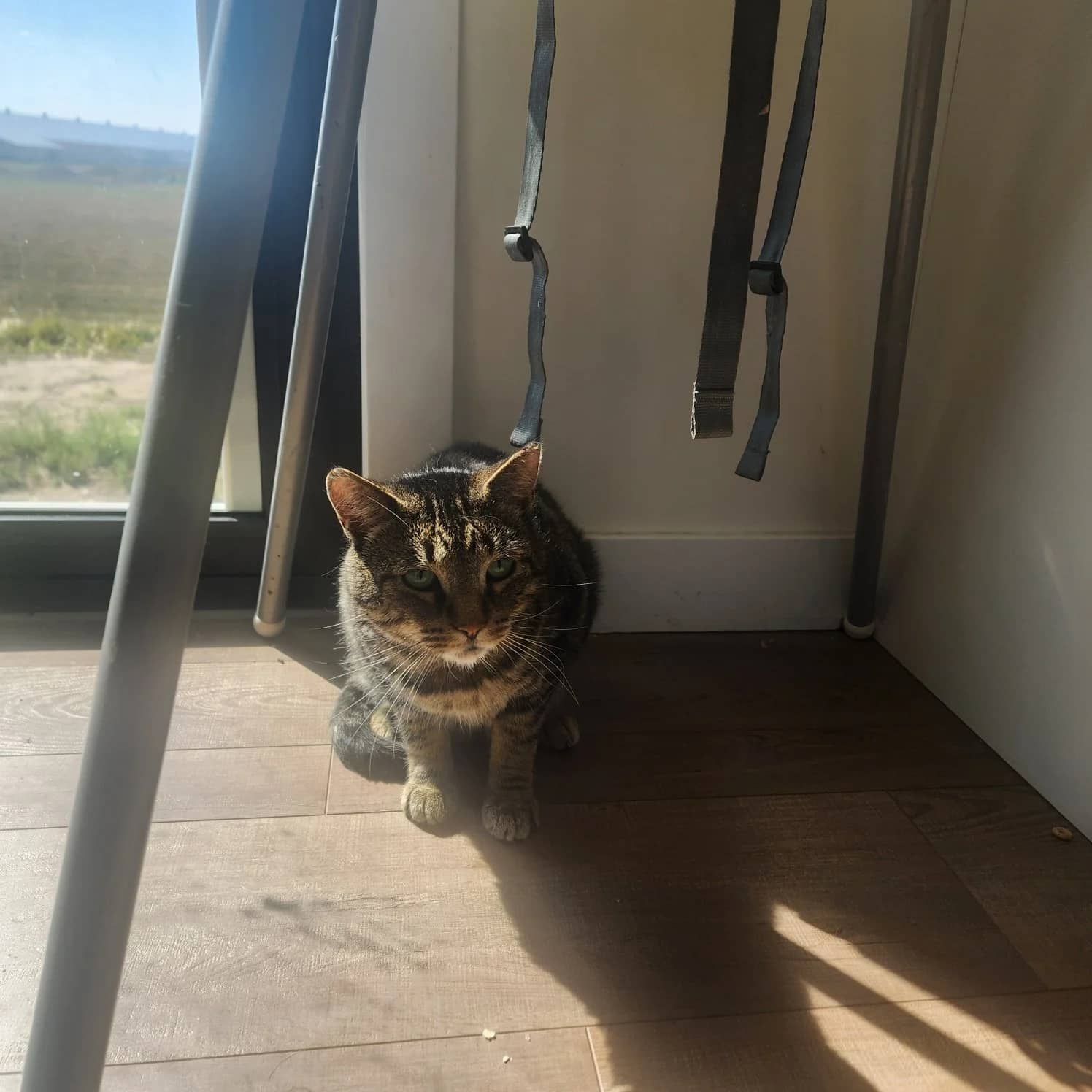 Akatosh - Domestic Short Hair cat available for adoption in Saskatchewan
