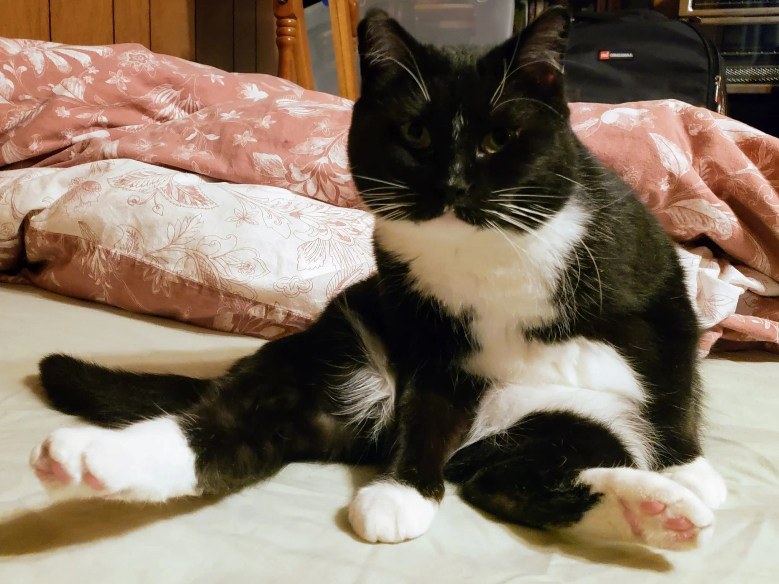Elektra - Domestic Short Hair available for adoption