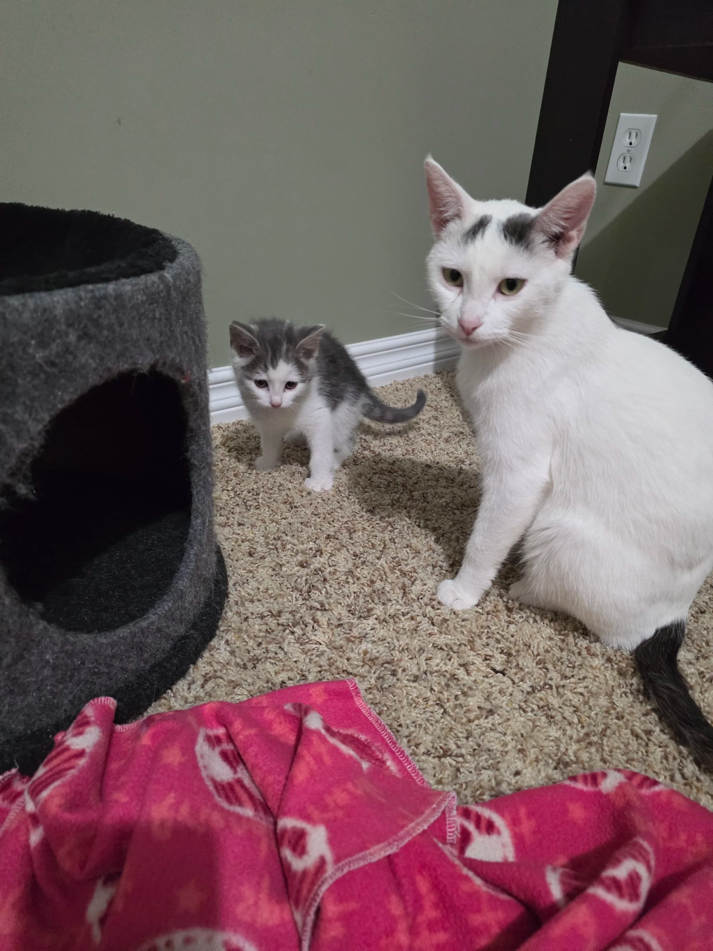 Tsumami - Domestic Short Hair cat available for adoption at SCAT Street Cat Rescue Program in Saskatoon