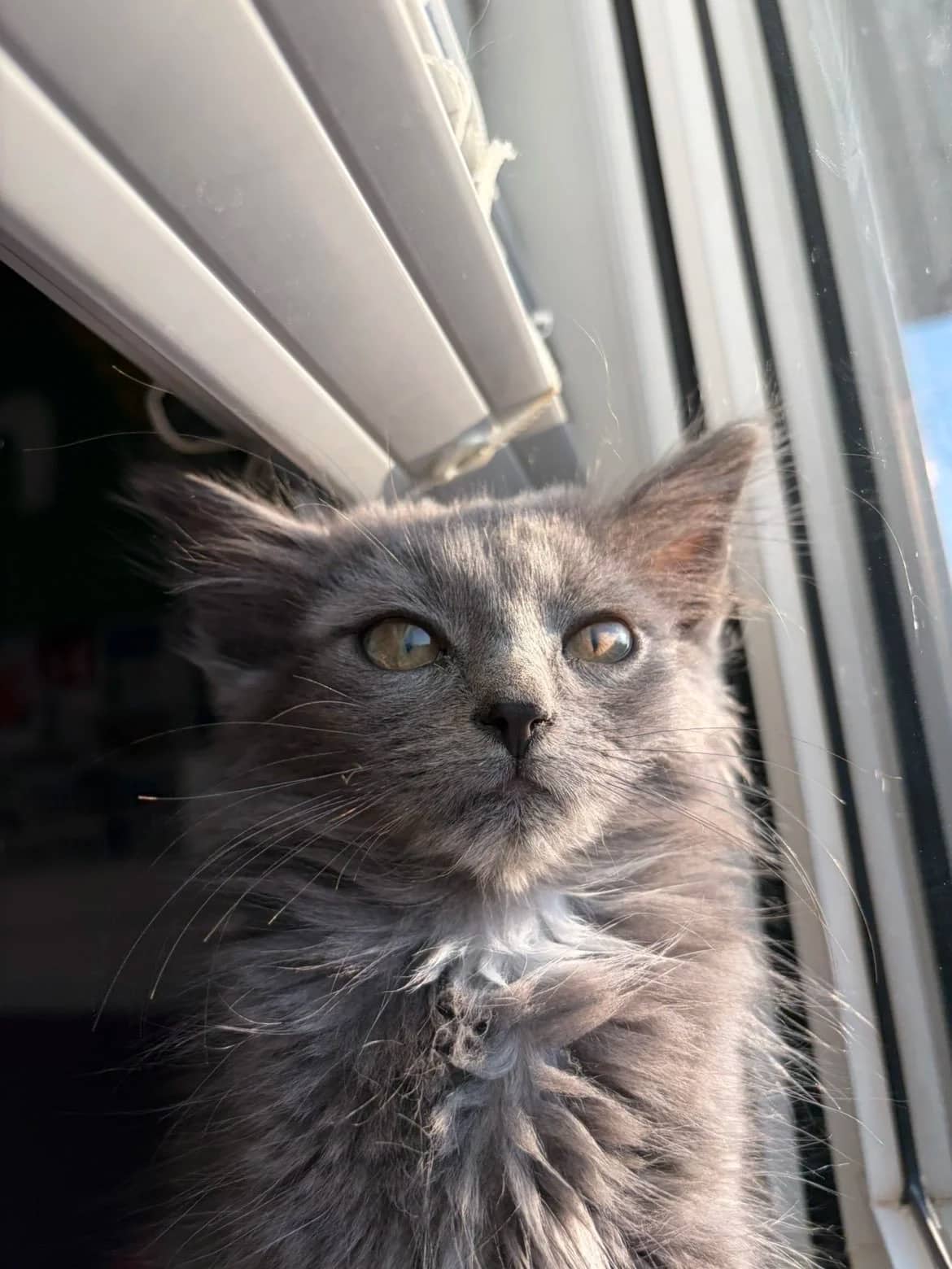 Acura - Domestic Long Hair cat available for adoption at SCAT Street Cat Rescue Program in Saskatoon