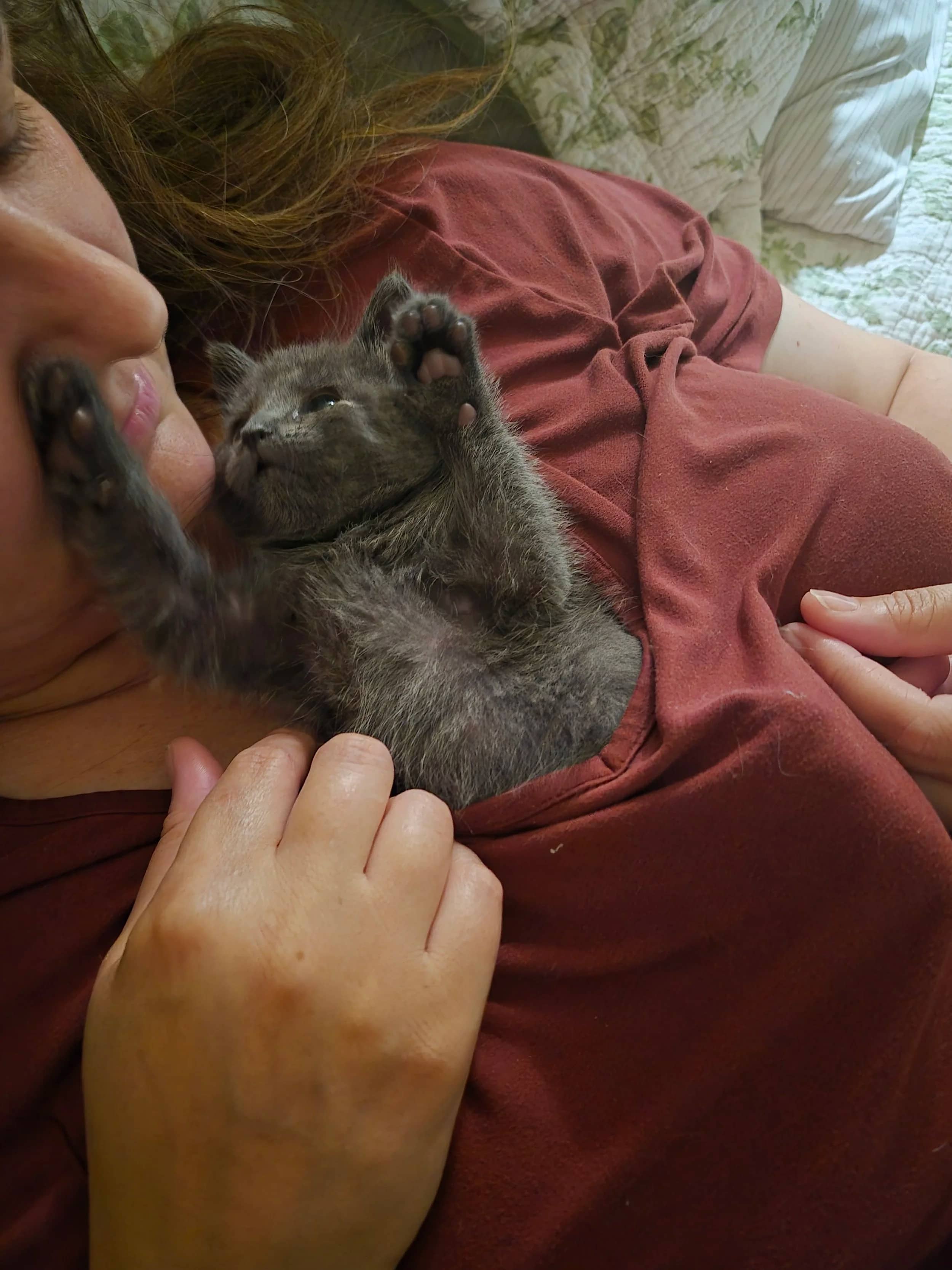 Gracie Mae - Domestic Medium Hair cat available for adoption at SCAT Street Cat Rescue Program in Saskatoon