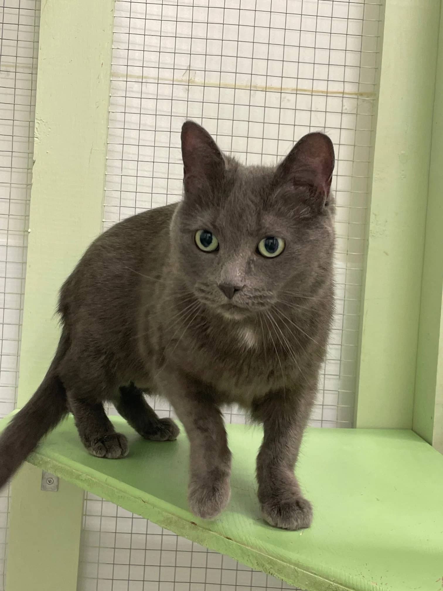 Kaia - Domestic Short Hair cat available for adoption at SCAT Street Cat Rescue Program in Saskatoon
