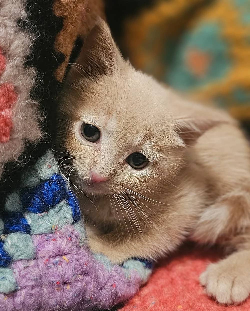 Umber - Domestic Short Hair cat available for adoption at SCAT Street Cat Rescue Program in Saskatoon
