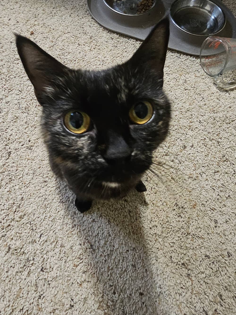 Una - Domestic Short Hair cat available for adoption at SCAT Street Cat Rescue Program in Saskatoon