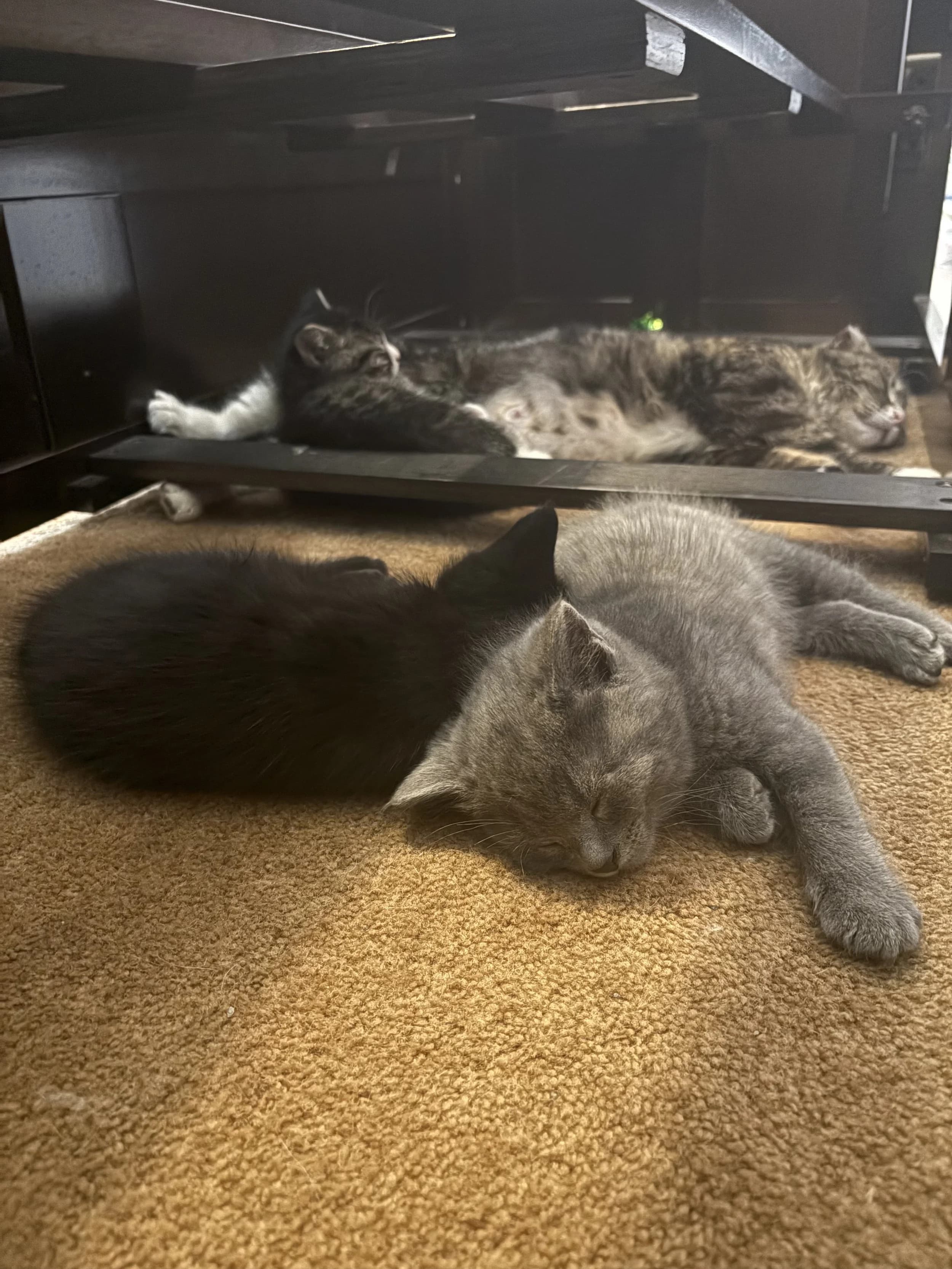 Russet Potato - Domestic Short Hair cat available for adoption at SCAT Street Cat Rescue Program in Saskatoon