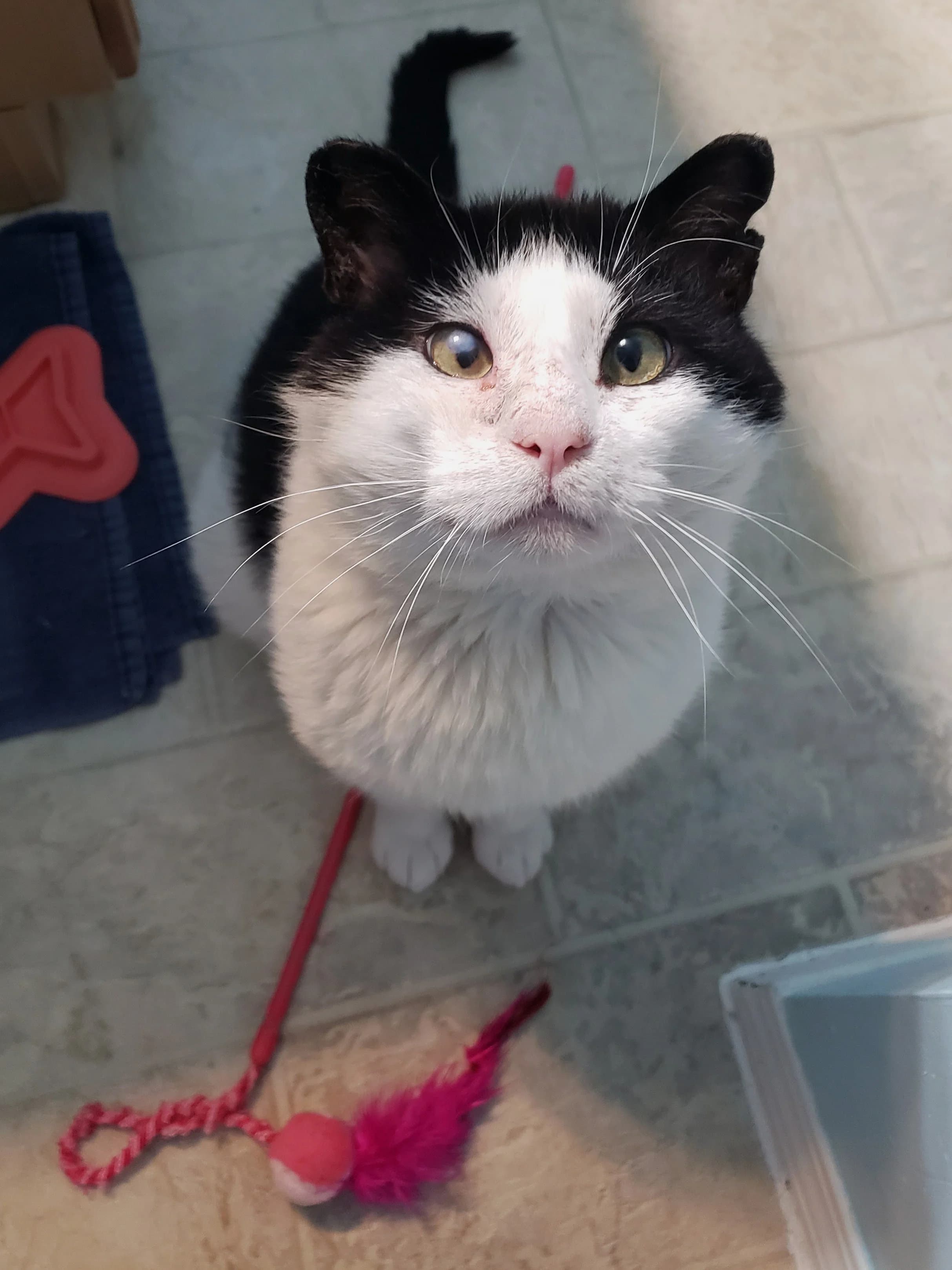 Diggory - Domestic Short Hair cat available for adoption at SCAT Street Cat Rescue Program in Saskatoon