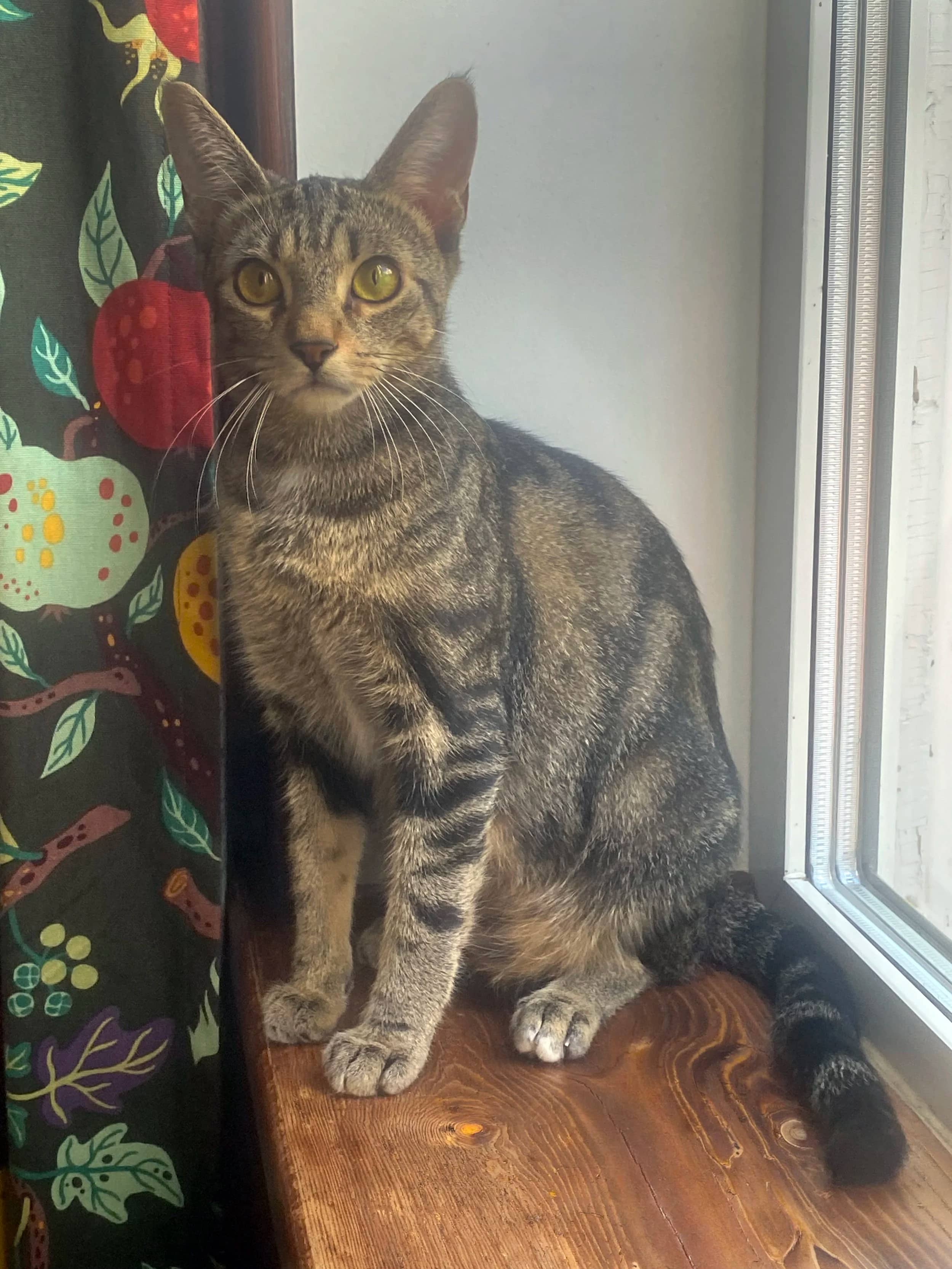 Cinnamon - Domestic Short Hair cat available for adoption at SCAT Street Cat Rescue Program in Saskatoon