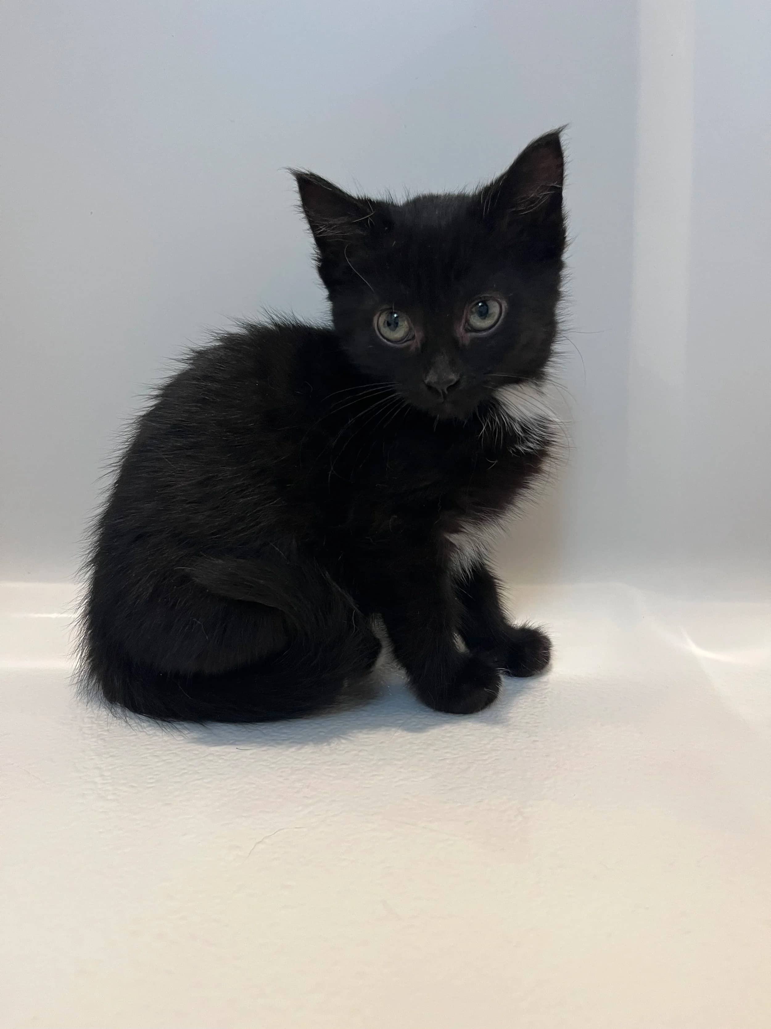 Jaecoo - Domestic Short Hair cat available for adoption at SCAT Street Cat Rescue Program in Saskatoon