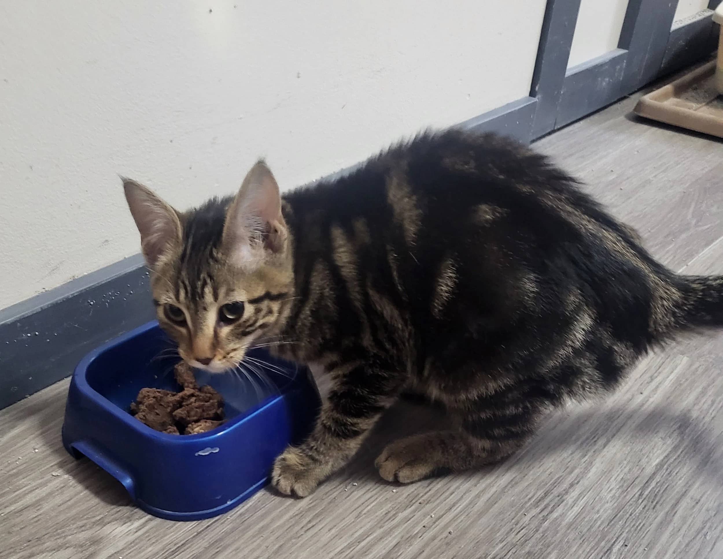 Xana - Domestic Short Hair cat available for adoption at SCAT Street Cat Rescue Program in Saskatoon