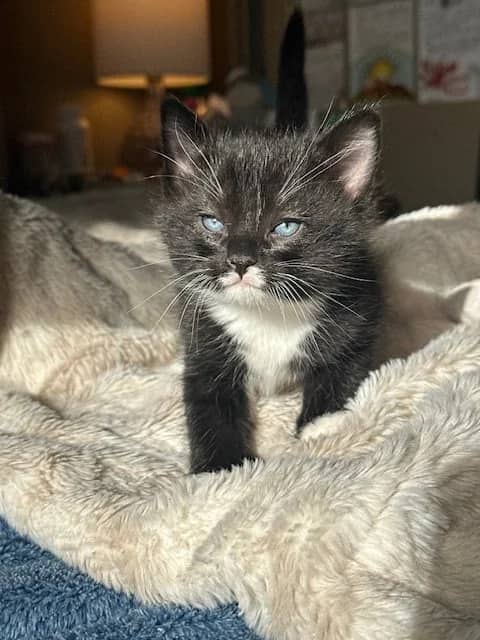 Jovi - Domestic Short Hair cat available for adoption at SCAT Street Cat Rescue Program in Saskatoon